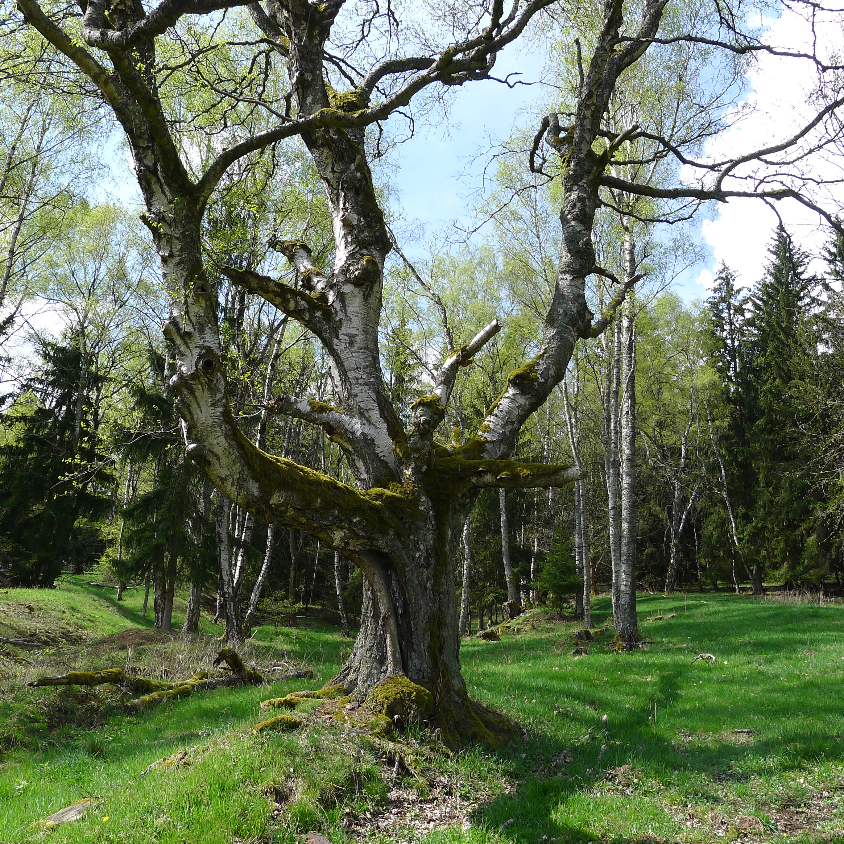 POPOVSKÁ BŘÍZA -bříza bělokorá - stáří 100-120 let, obvod kmene 282 cm, výška 24 m