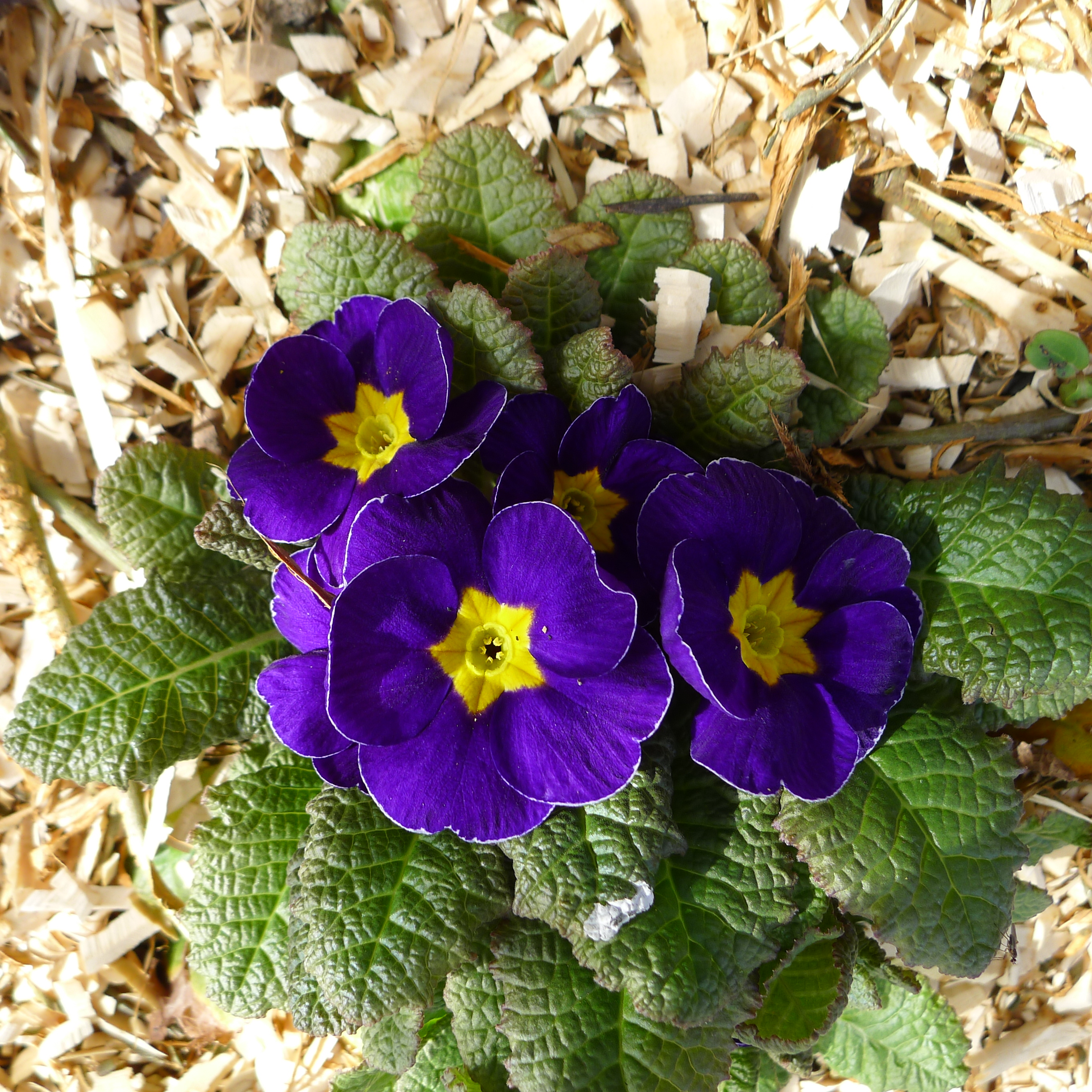 prvosenka bezlodyžná