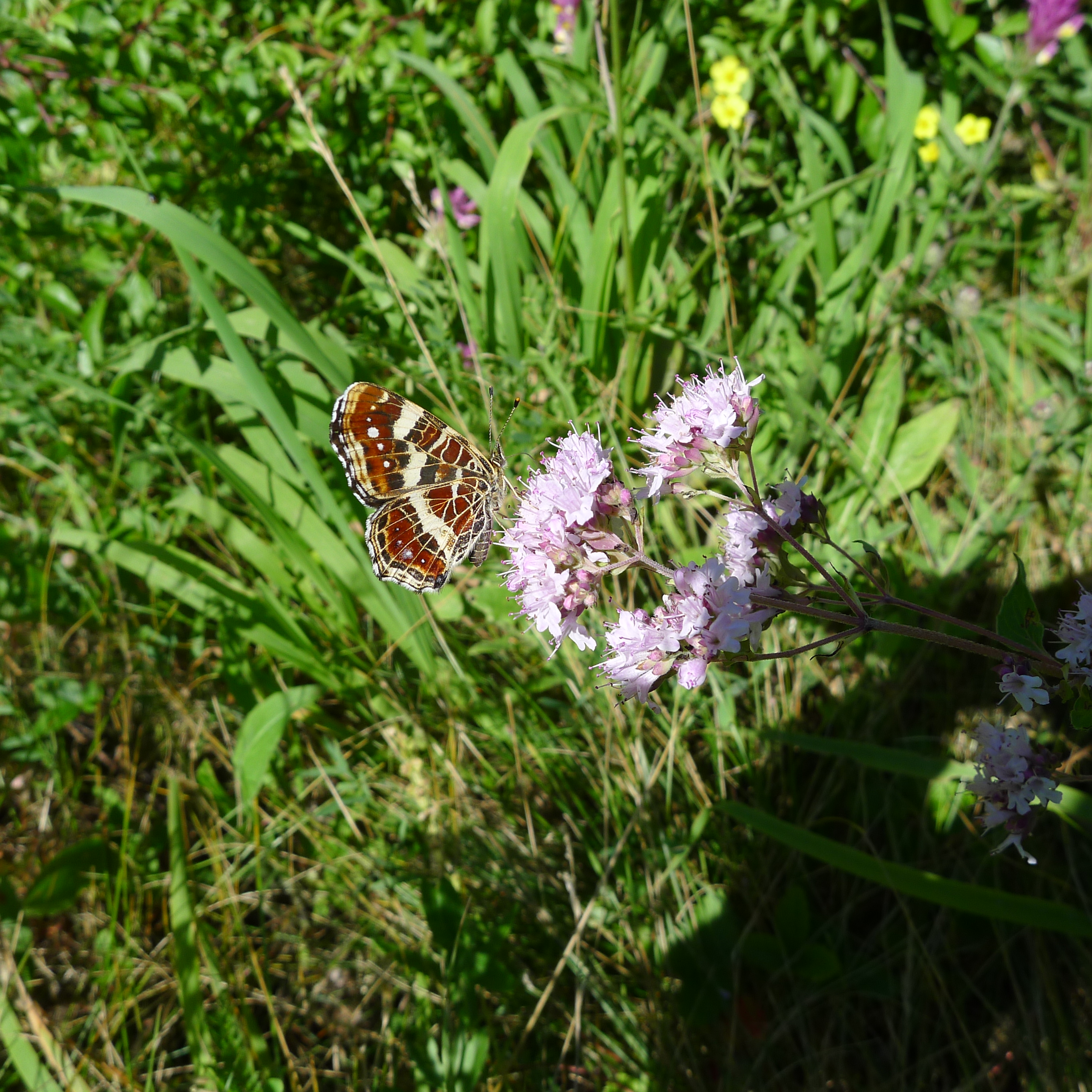 babočka síťkovaná - letní forma