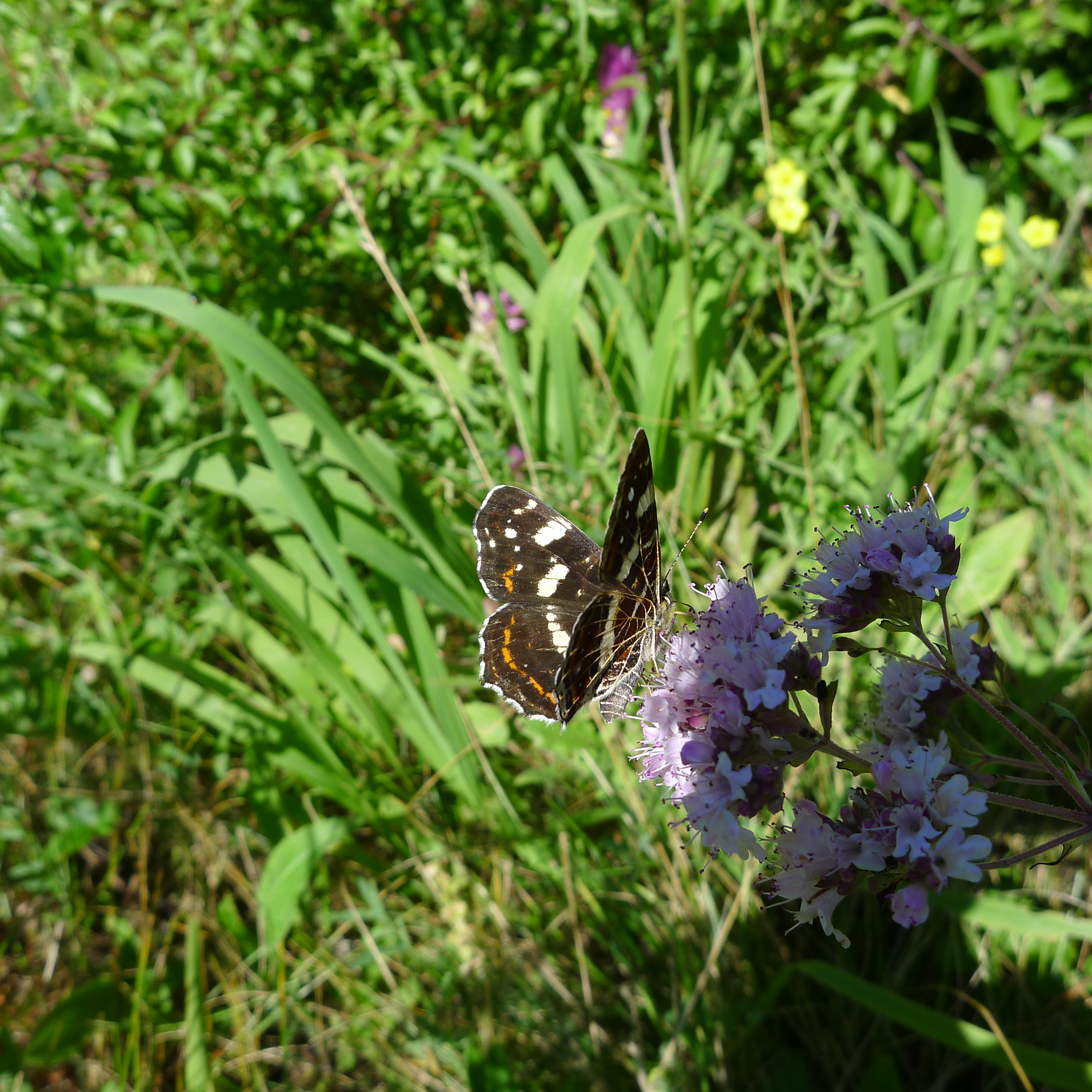 babočka síťkovaná - letní forma