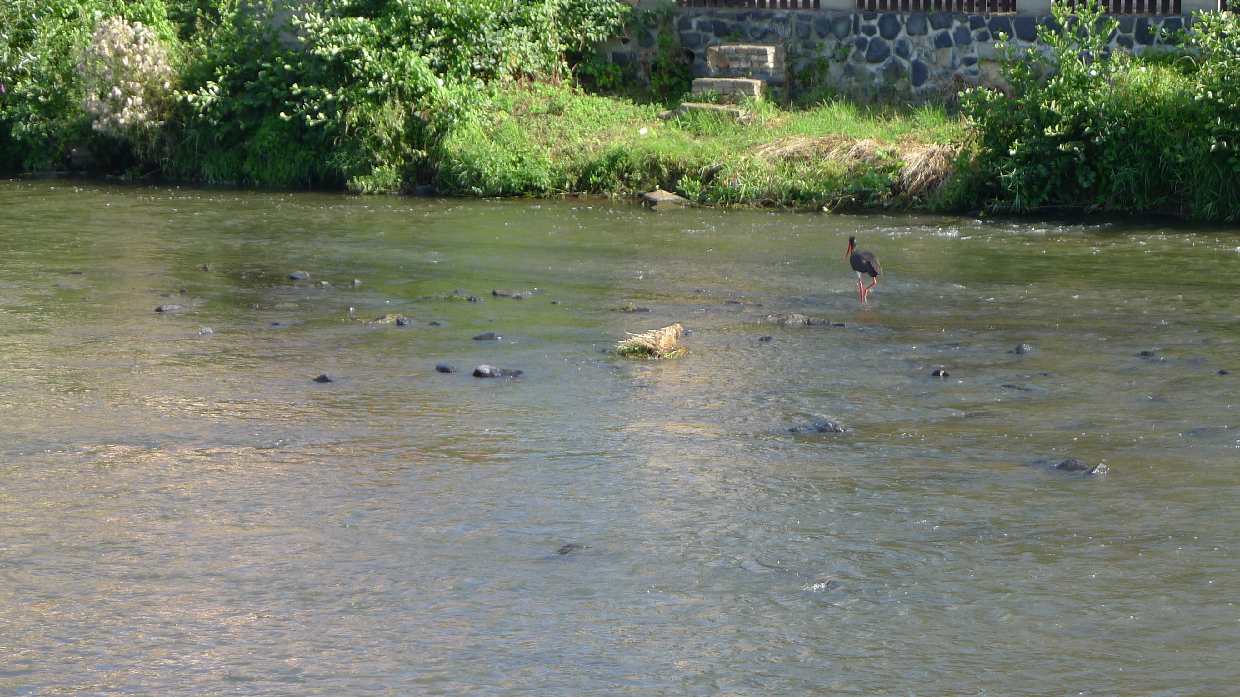 čáp černý v Ploučnici