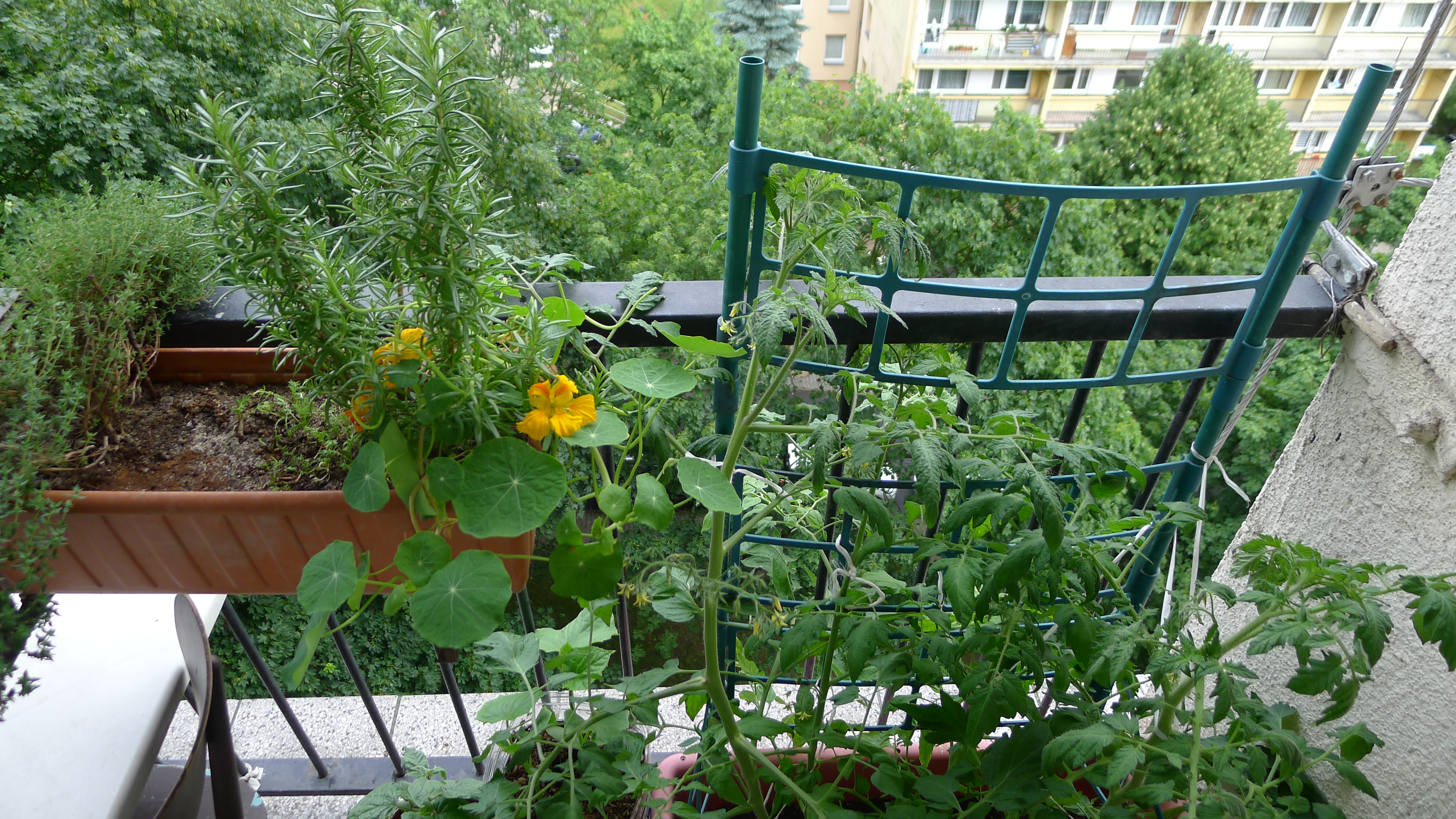 tymián, rozmarýn, lichořeřišnice, rajčata