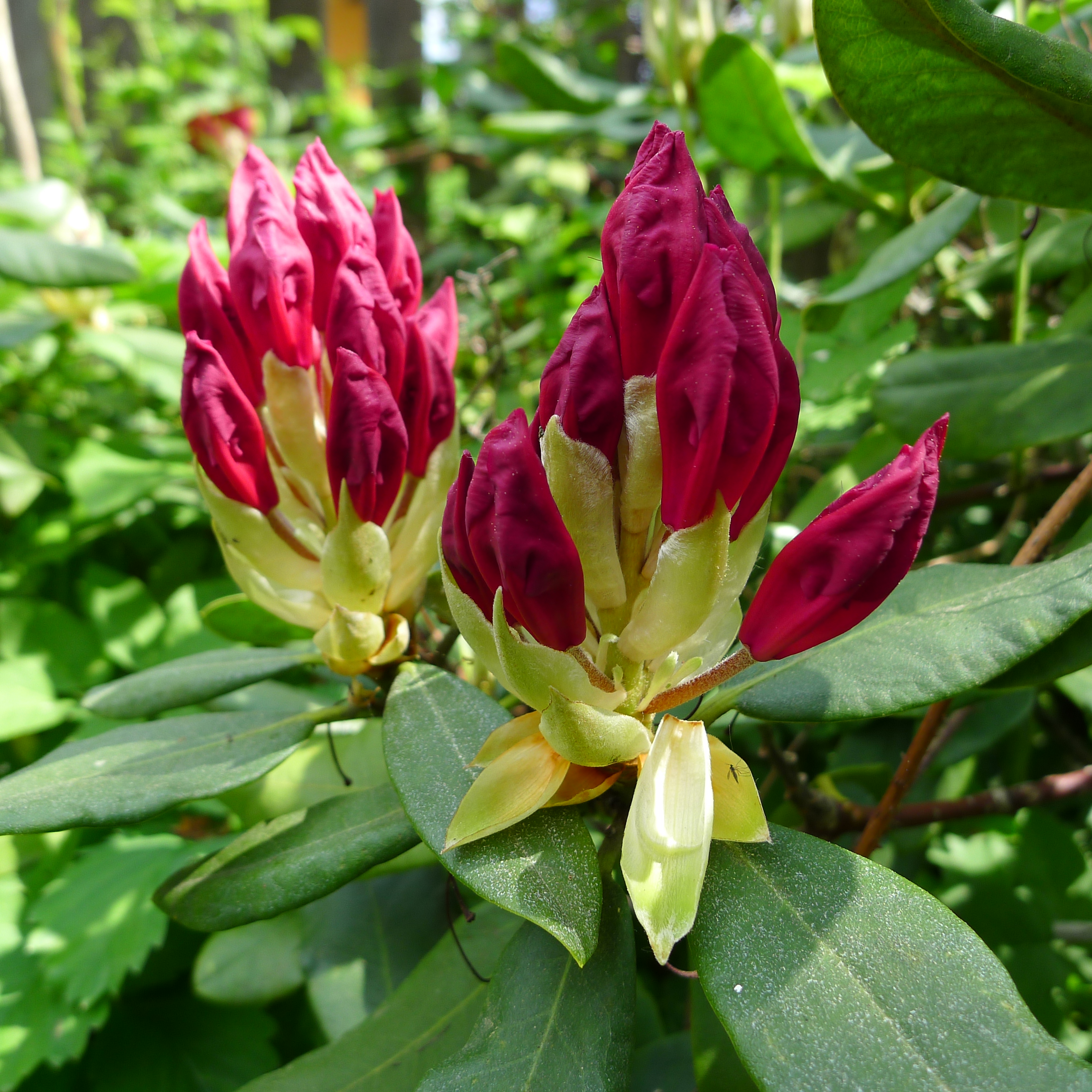 poupata rododendronu