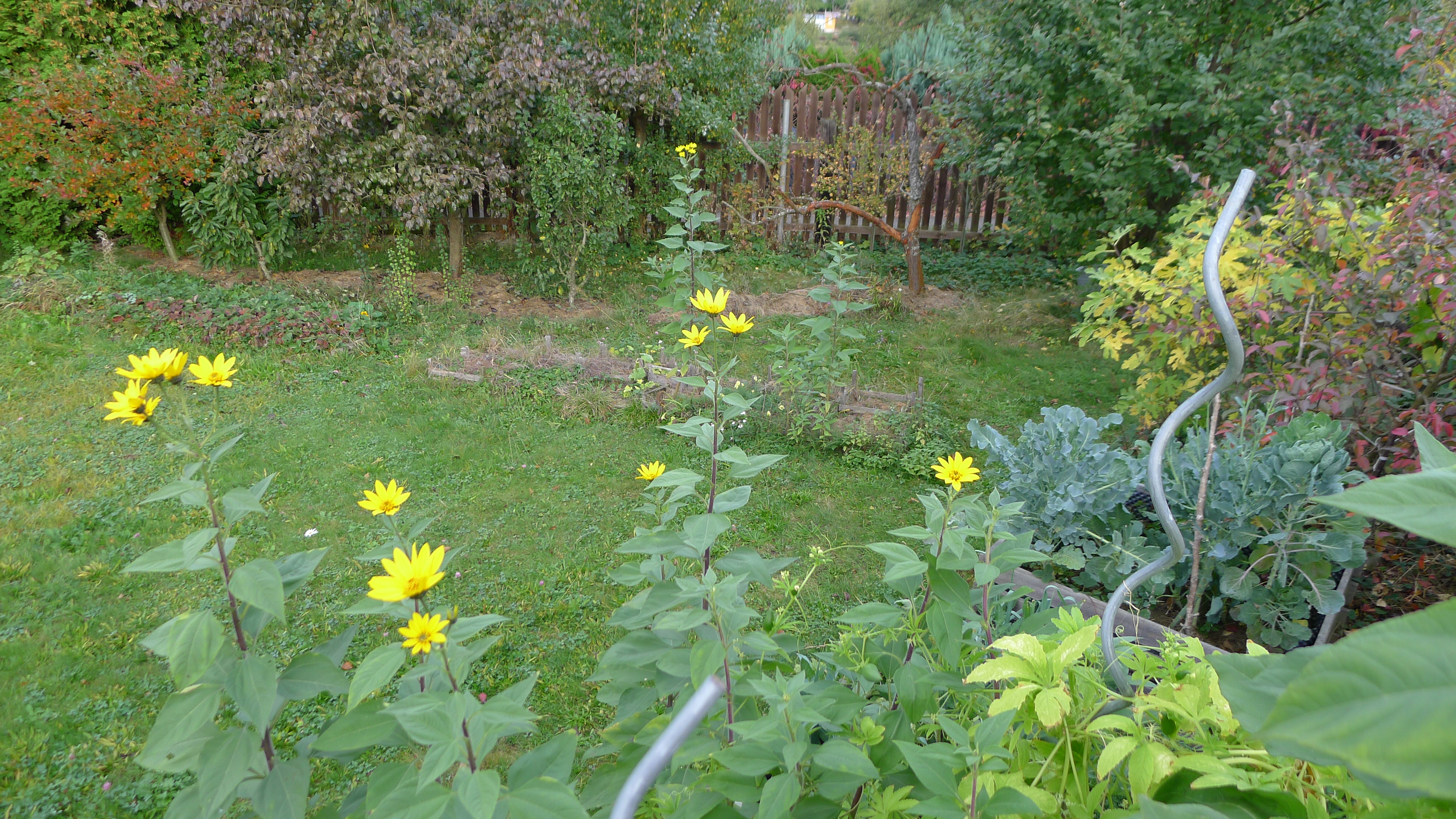 rozkvetlé topinambury