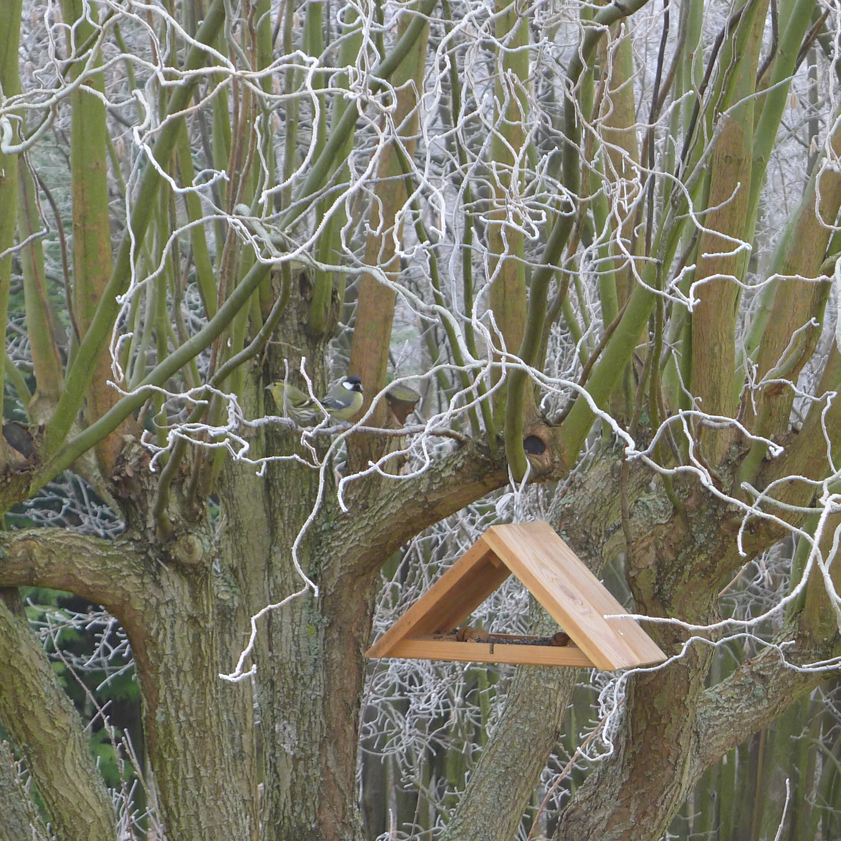 čížek a sýkora koňadra u krmítka