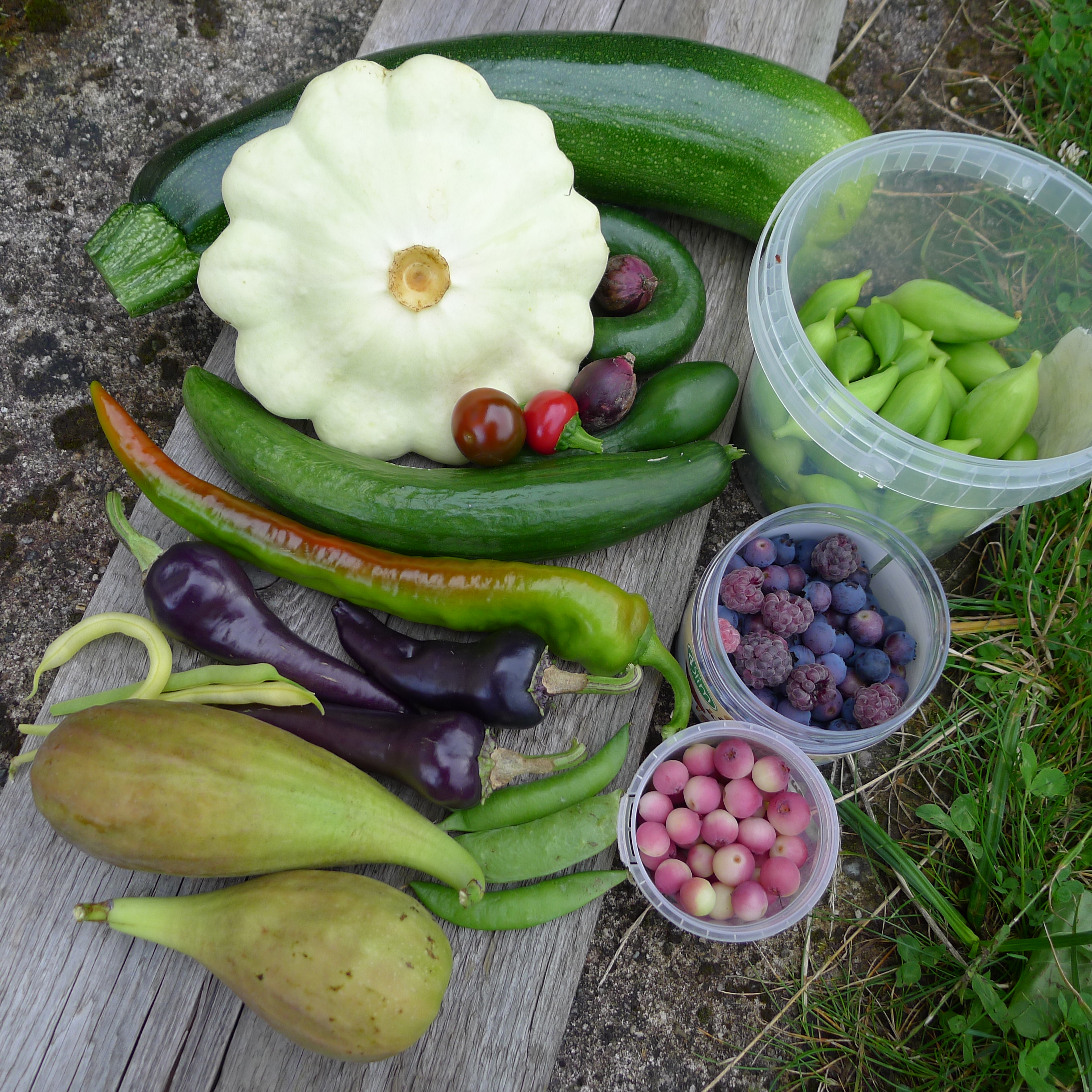 1.8.2025 - první fíky, poslední hrášek, první a poslední fazolky, papriky, okurky, cibulka, patizon, cuketa, ačokča, maliny, kanadské borůvky