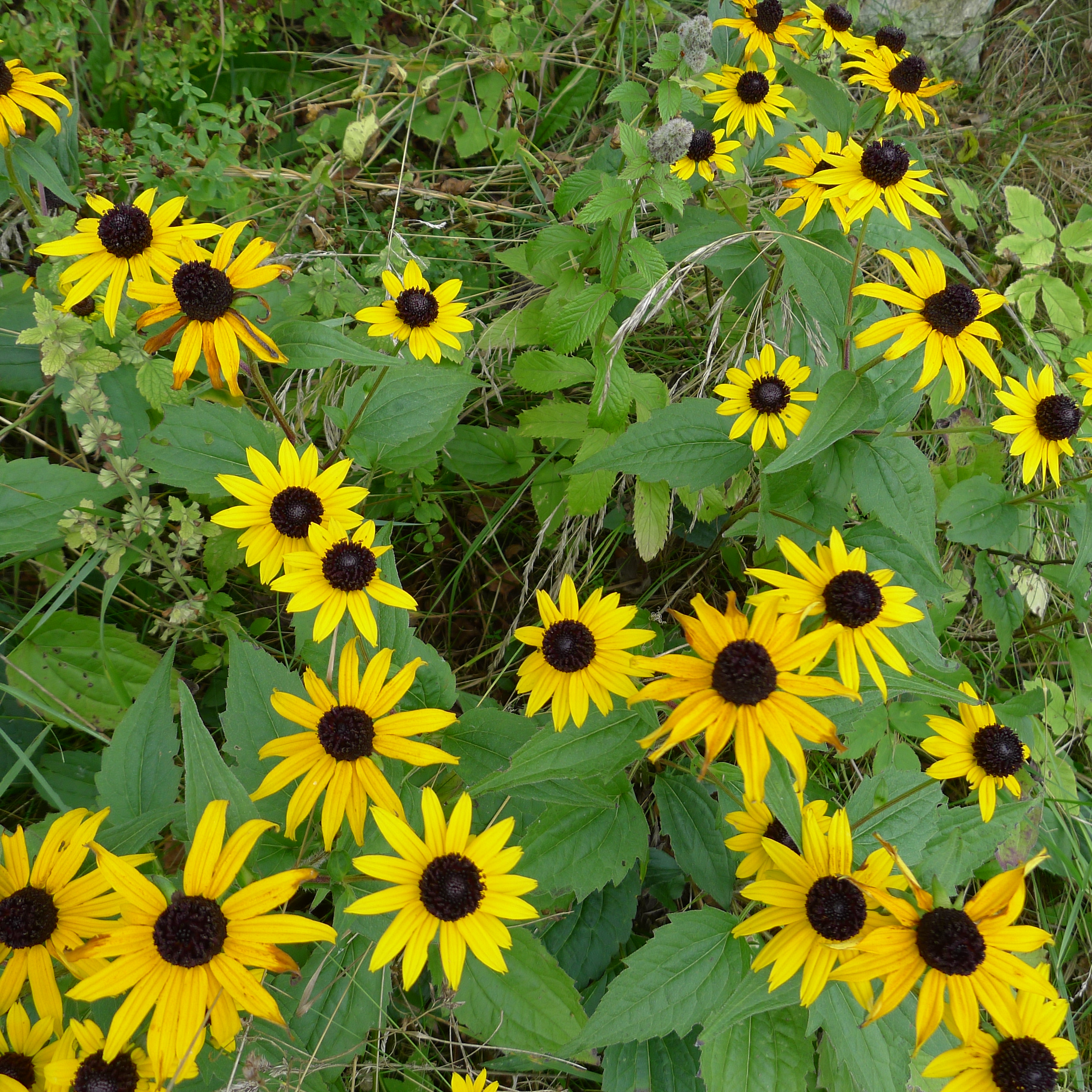 rudbekie