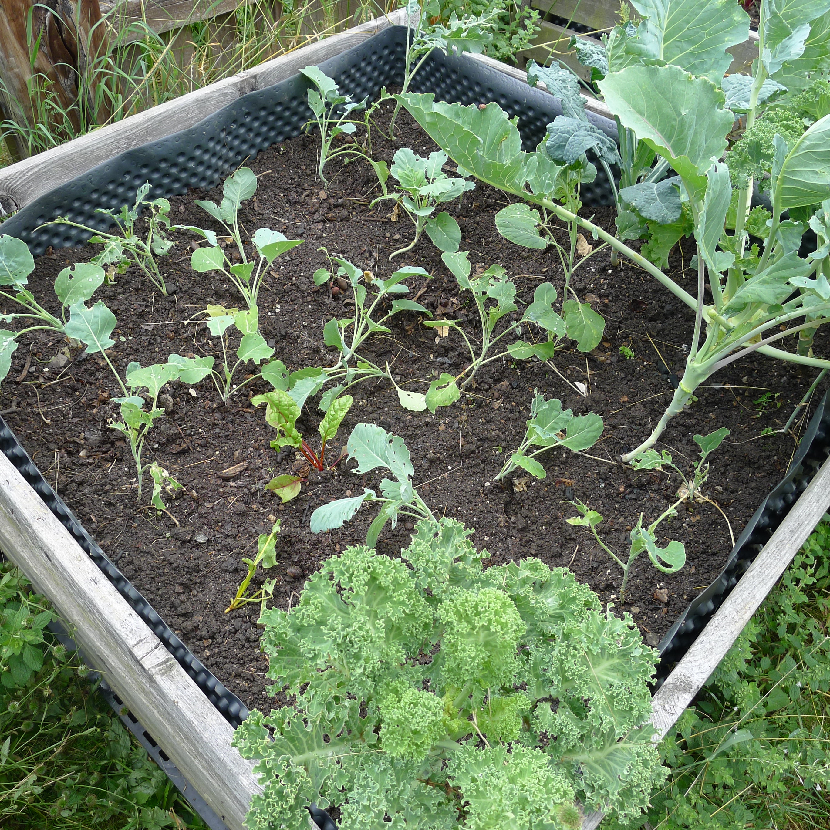 9.7.2025 výsadba kedlubnů