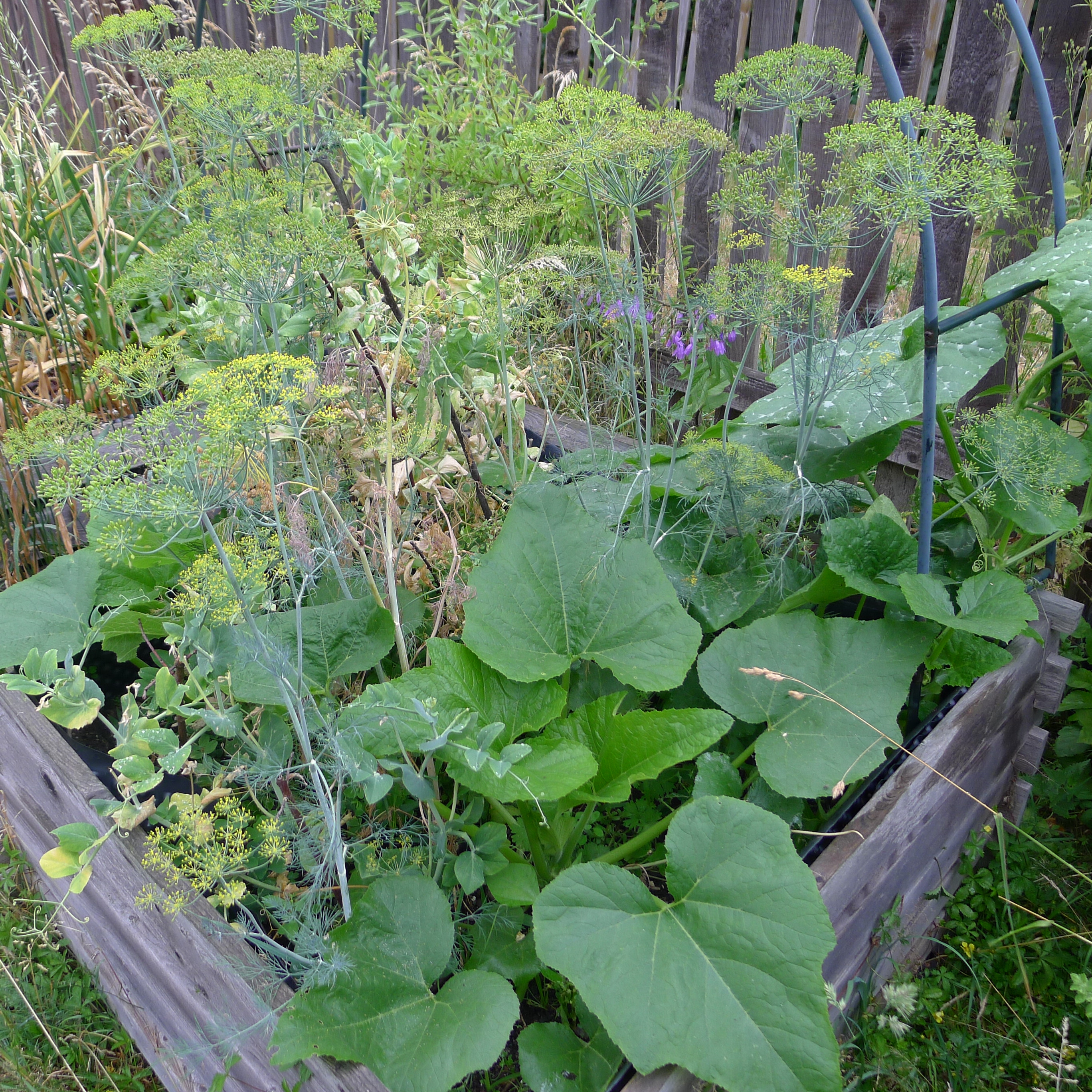 9.7.2025 divočina u hrachu