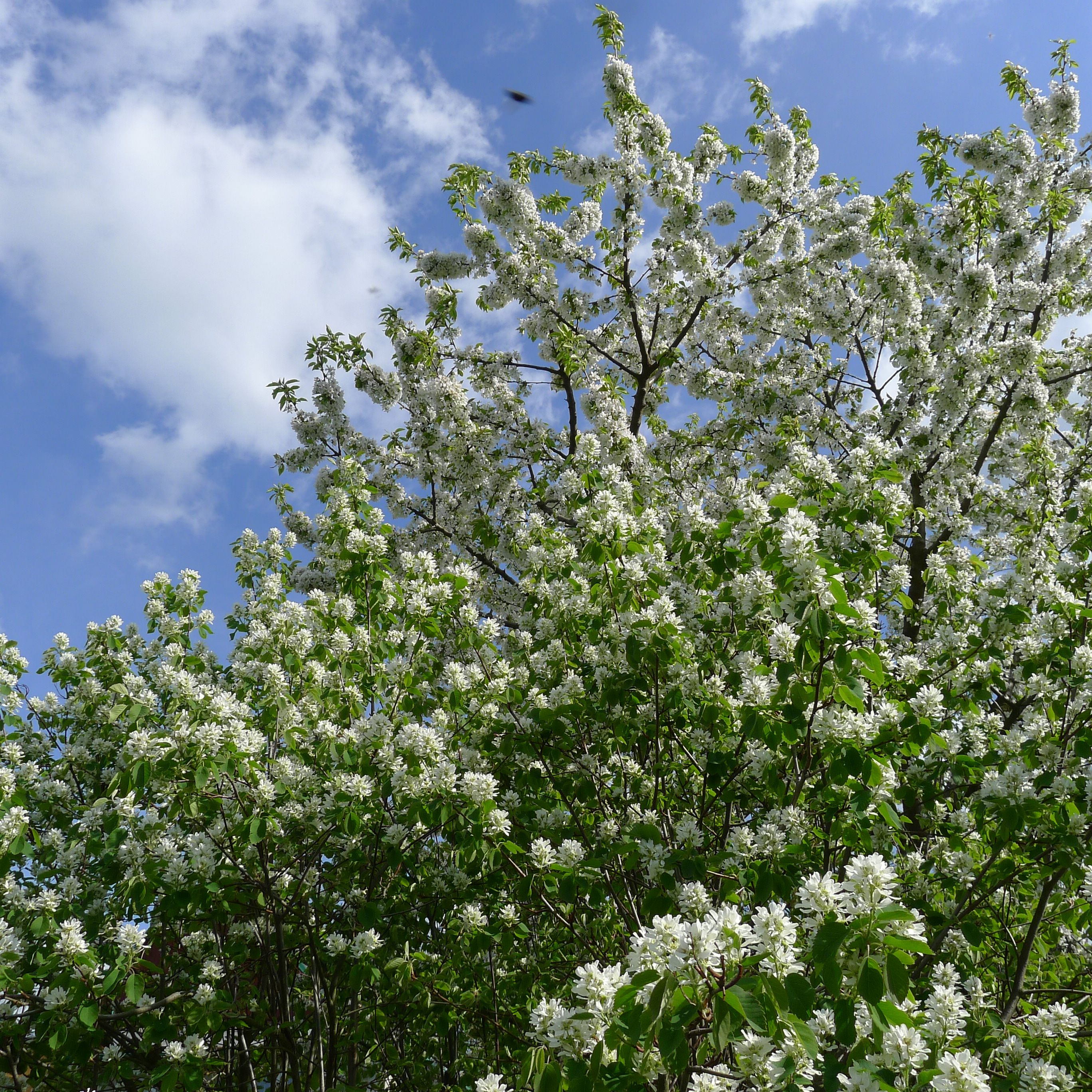 muchovníky a třešeň
