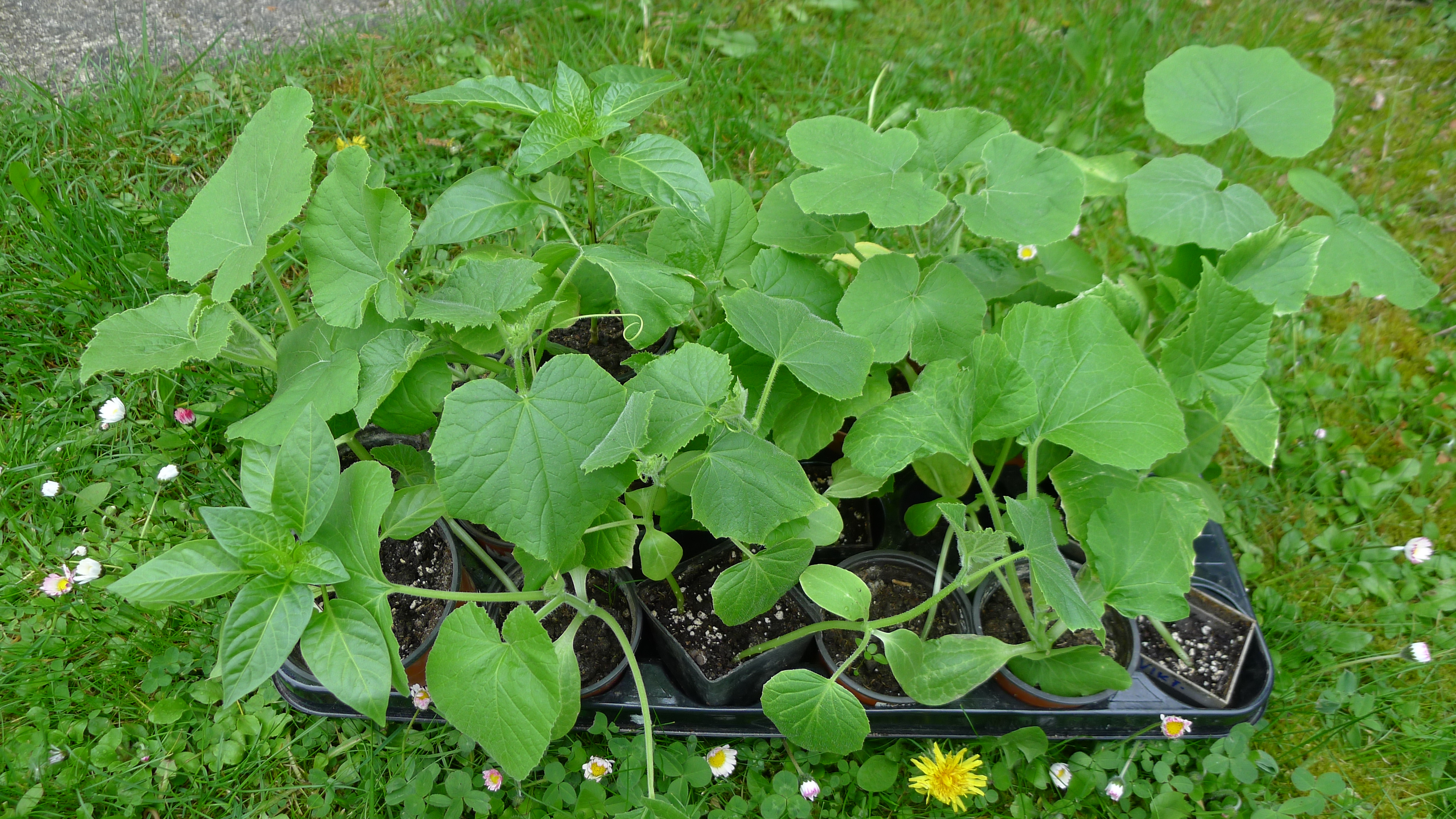 1. várka sazenic připravená k výsadbě