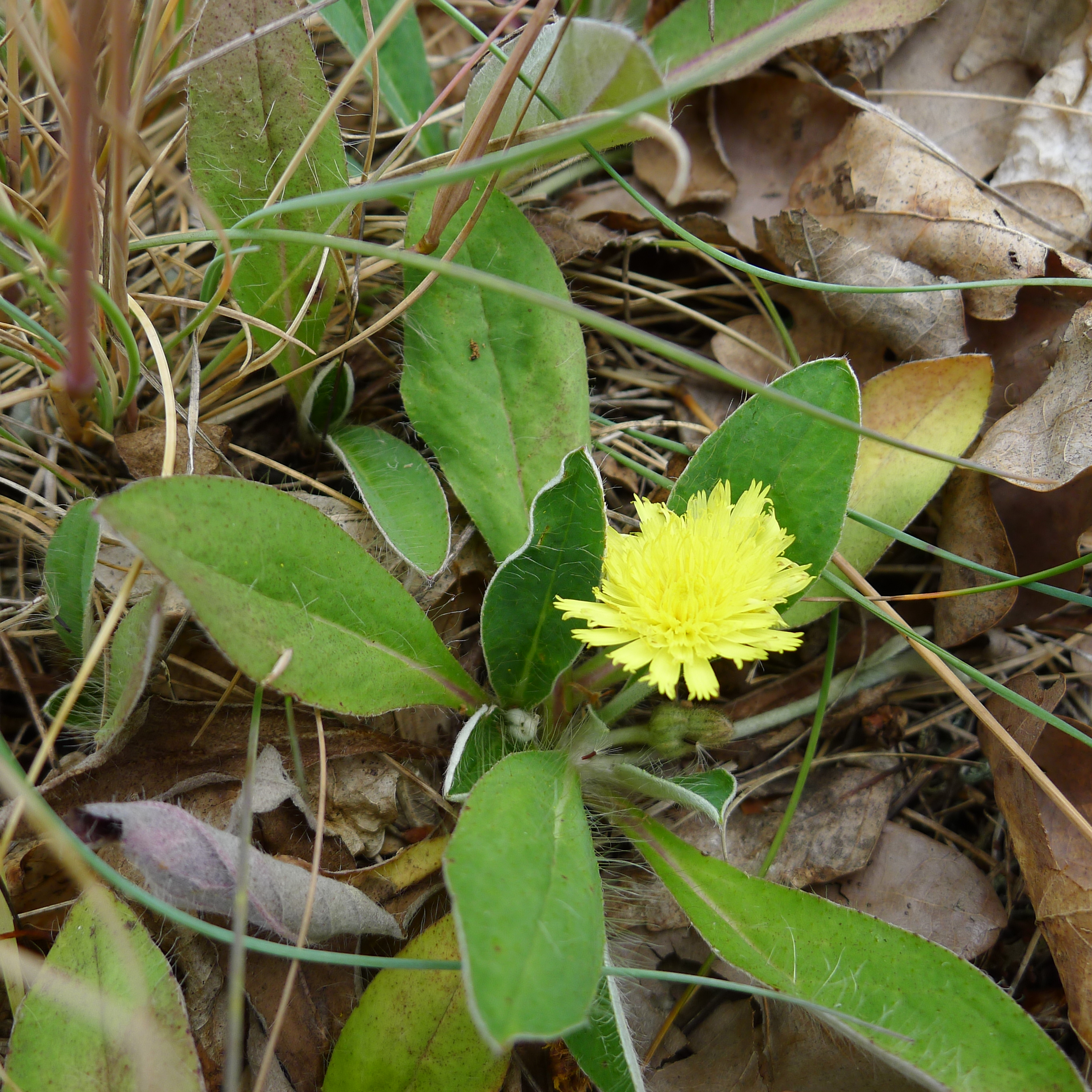 jestřábník chlupáček