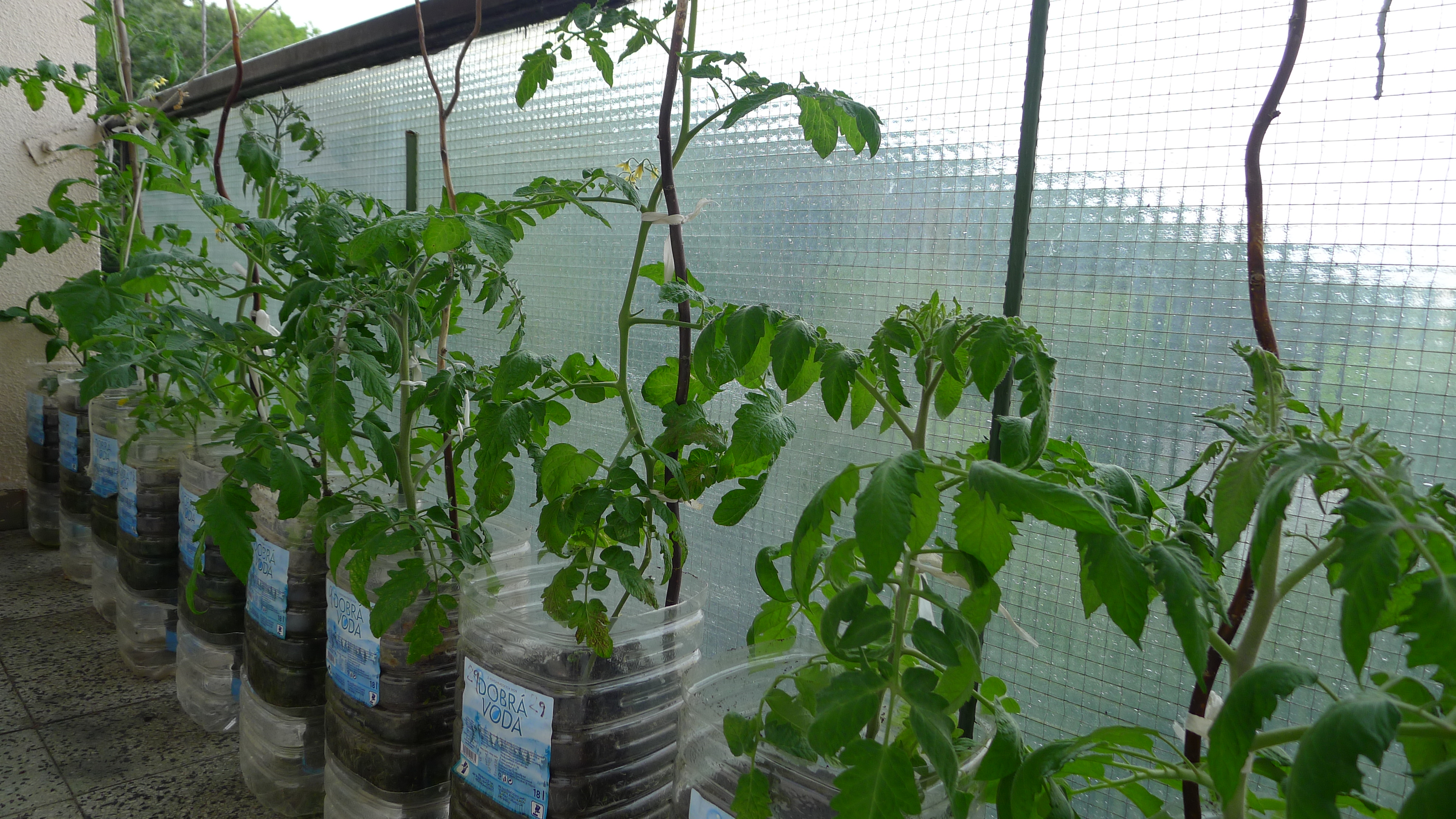 levý balkon - rajčata a okurka