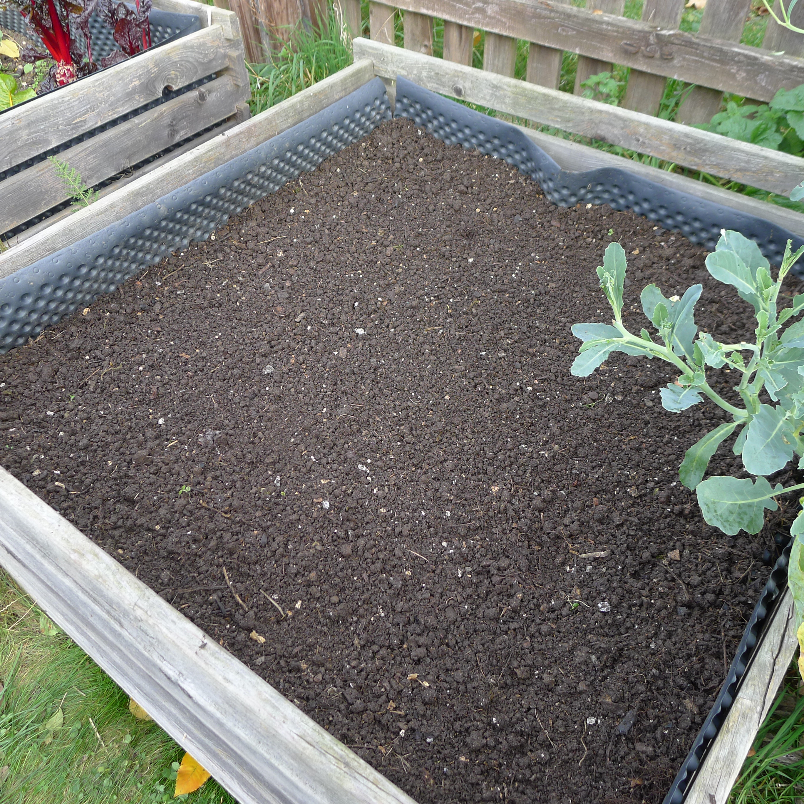 záhon pro podzimní výsev mrkve a výsadbu česneku