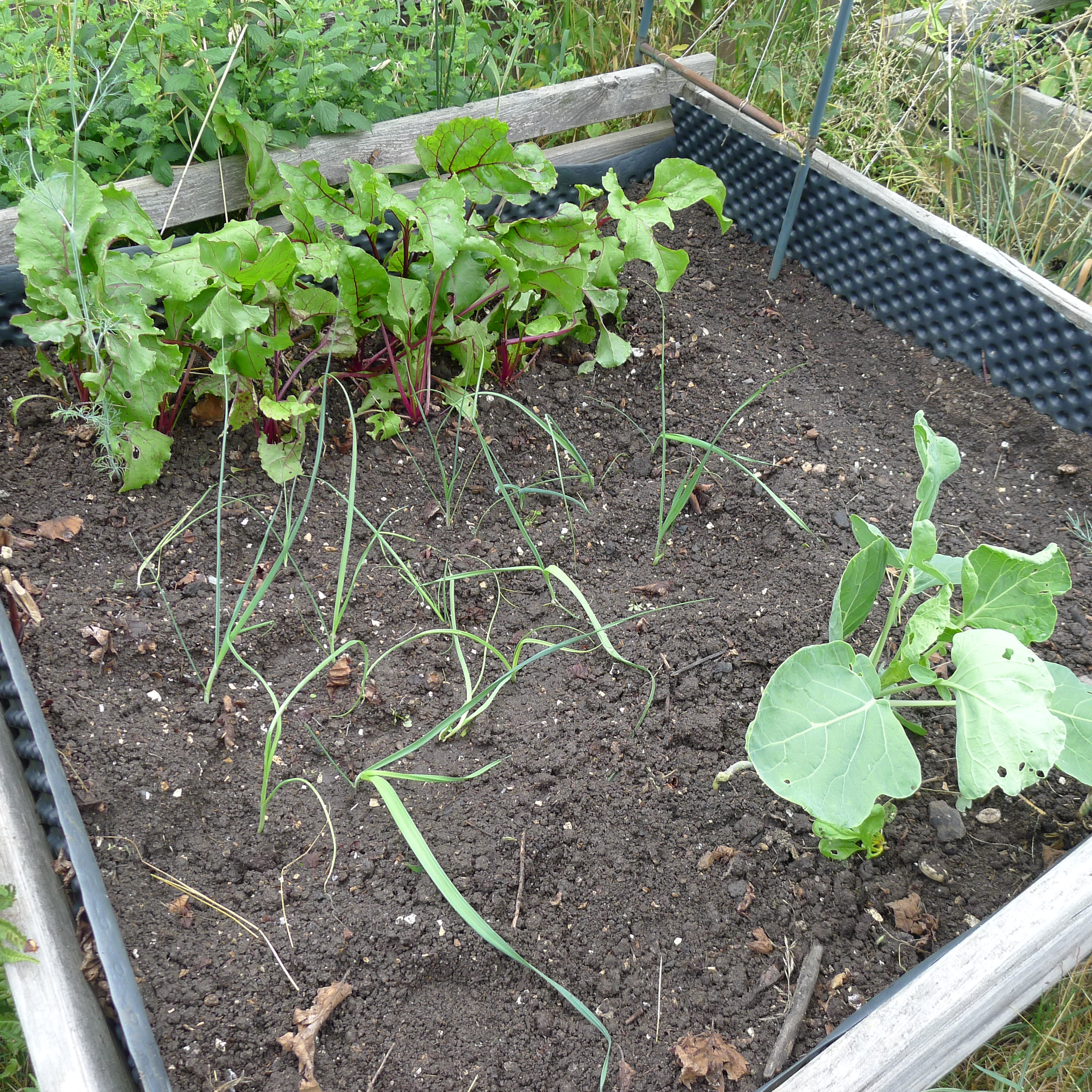 9.7.2025 výsadba pórku