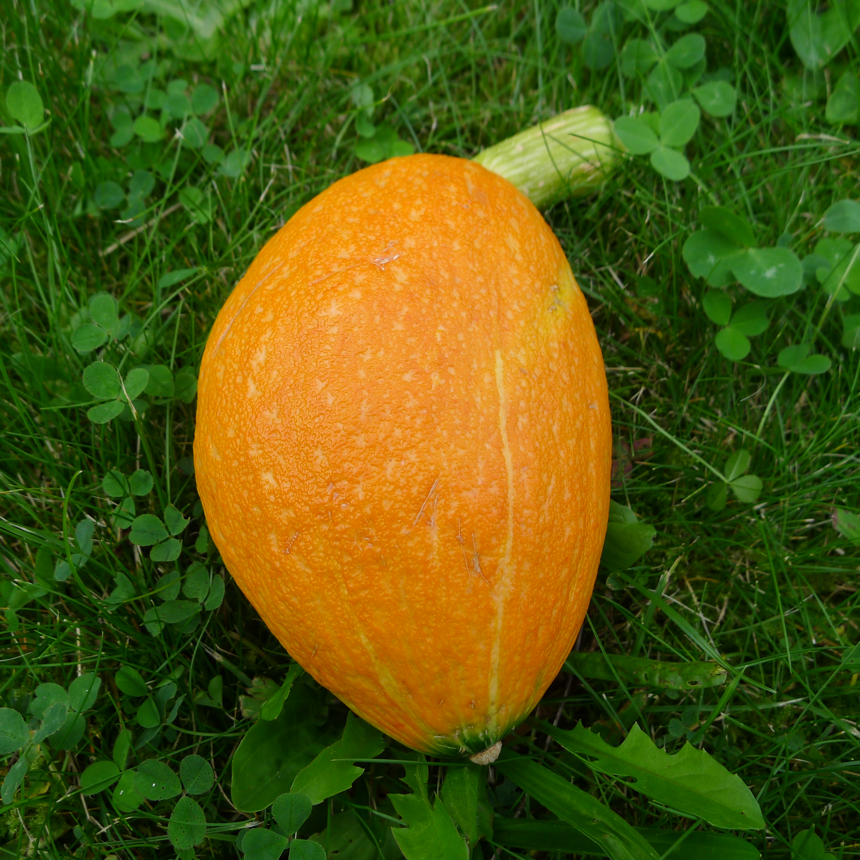 zmutovaná dýně ze samovýsevu