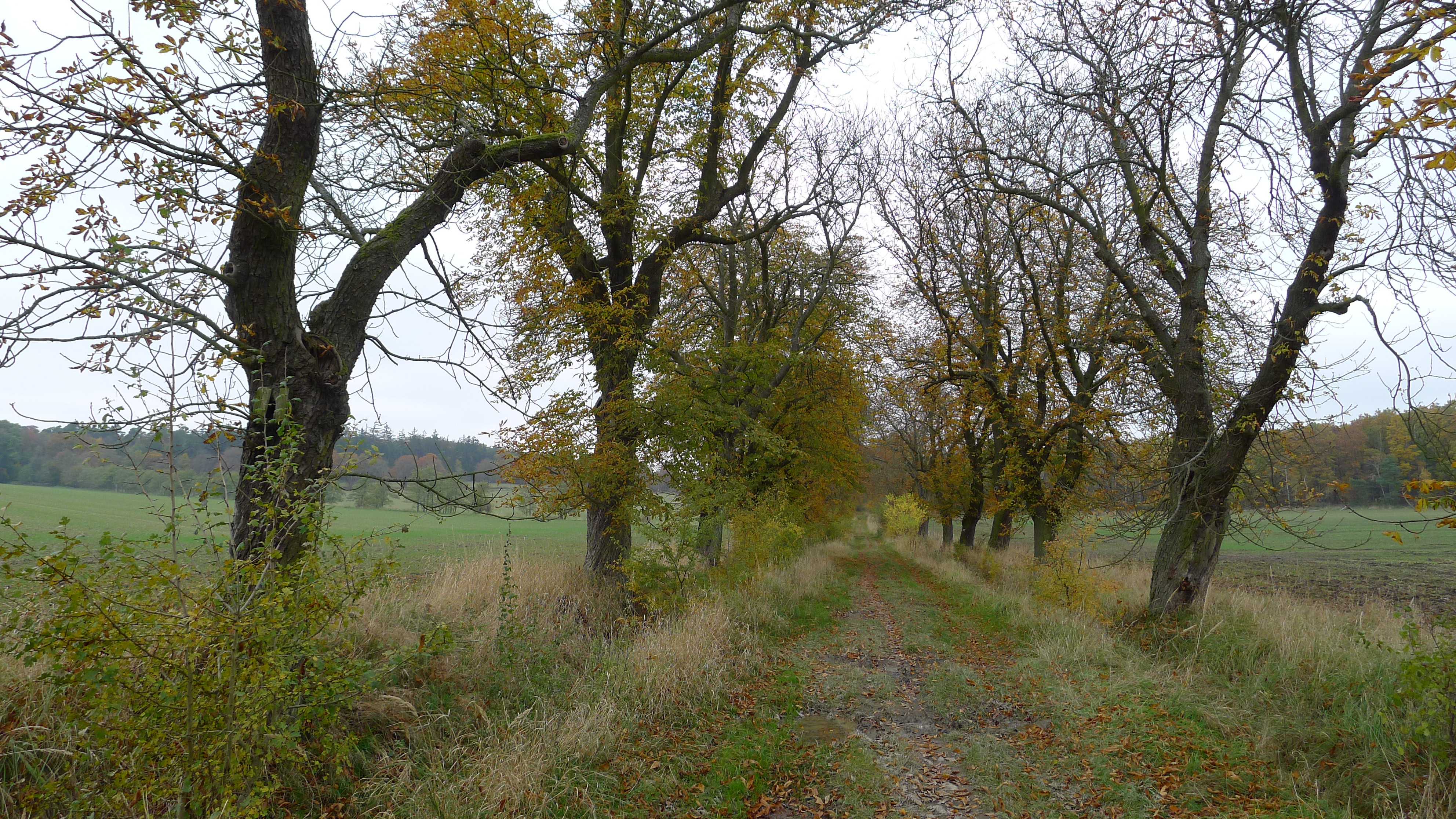 Ploskovská kaštanka