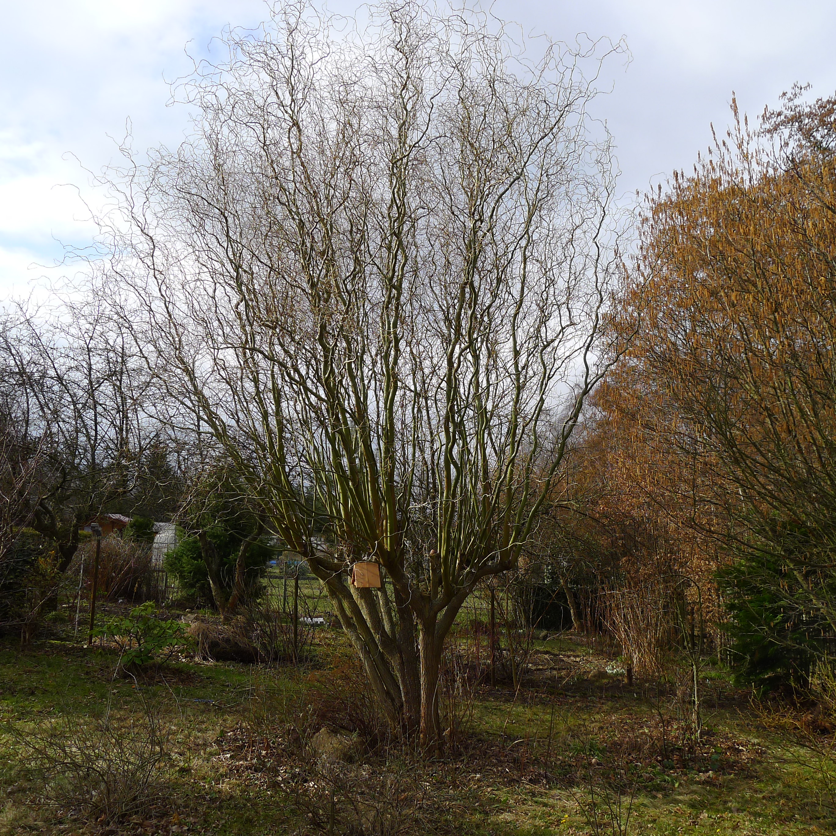 3 roky neřezaná kroucená vrba