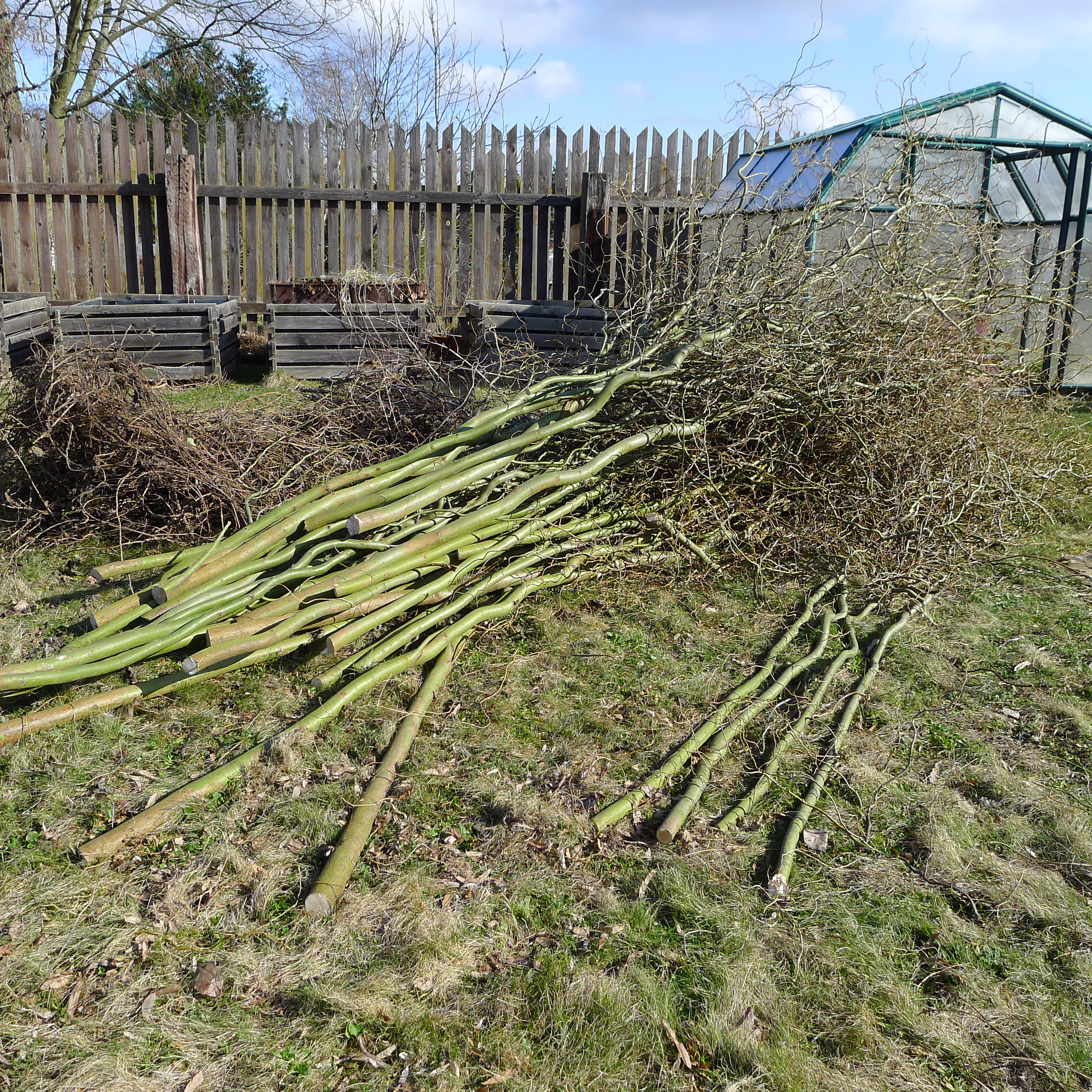 ořezané silné větve