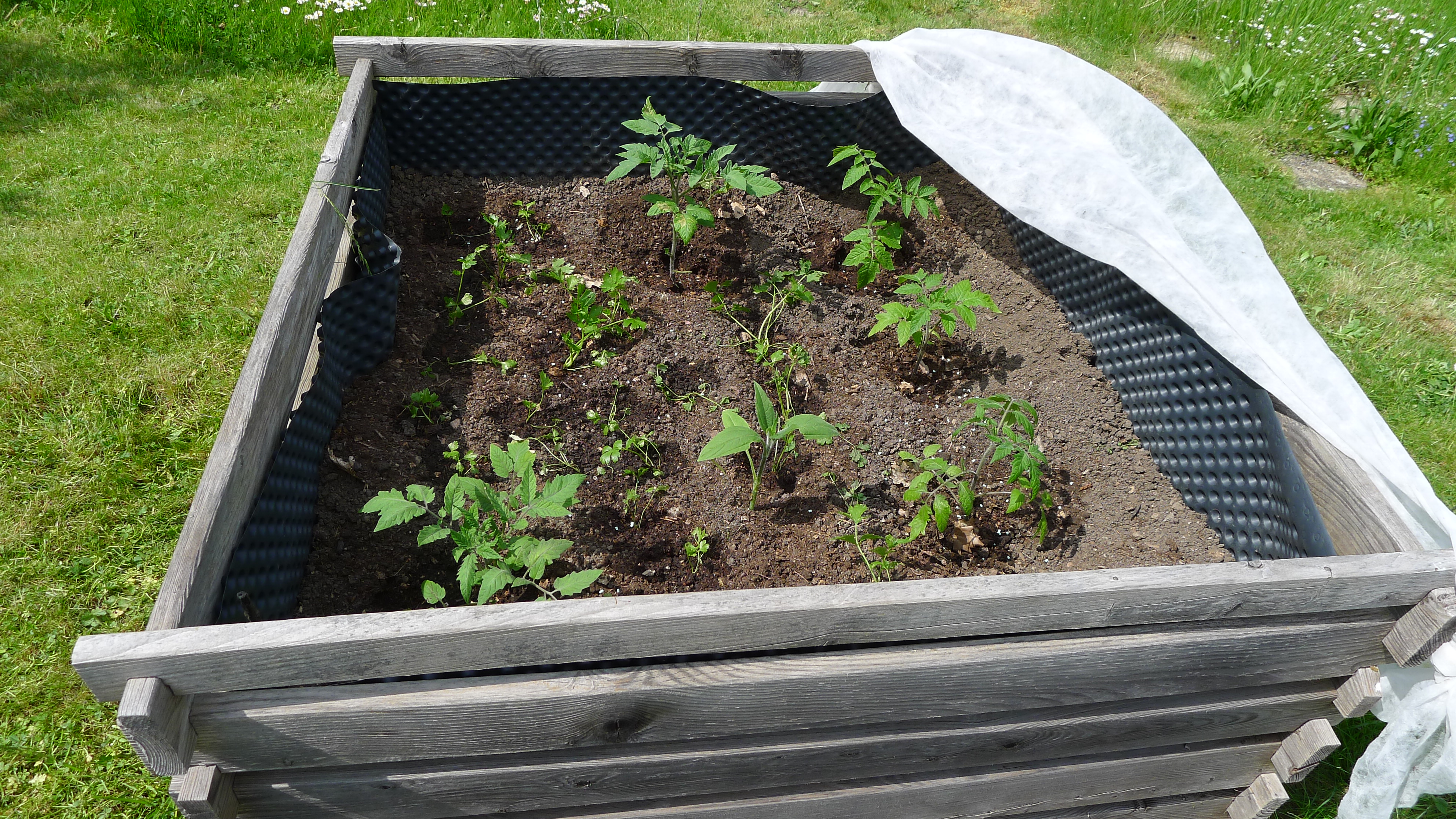 (K6) rajčata a celer