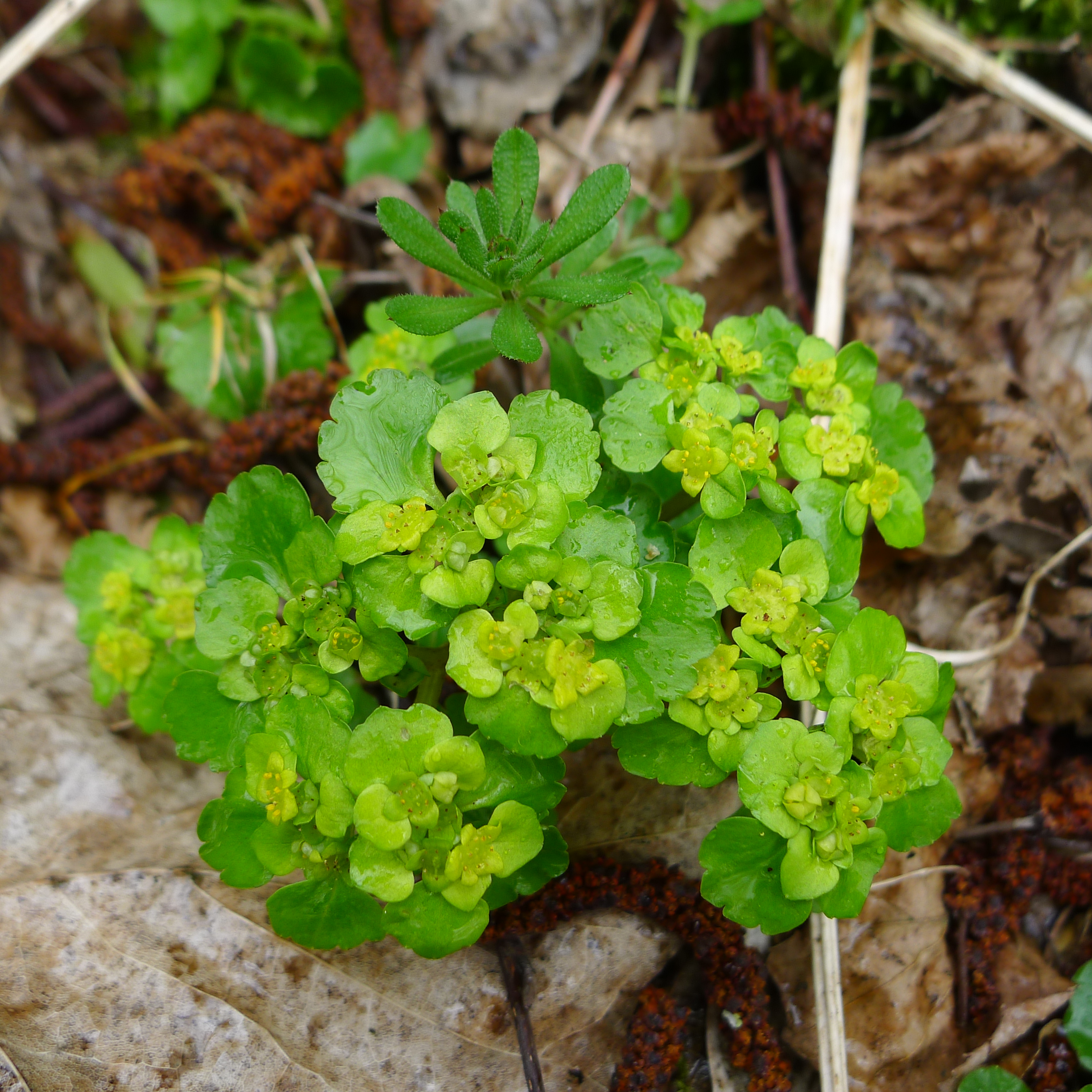 mokrýš střídavolistý