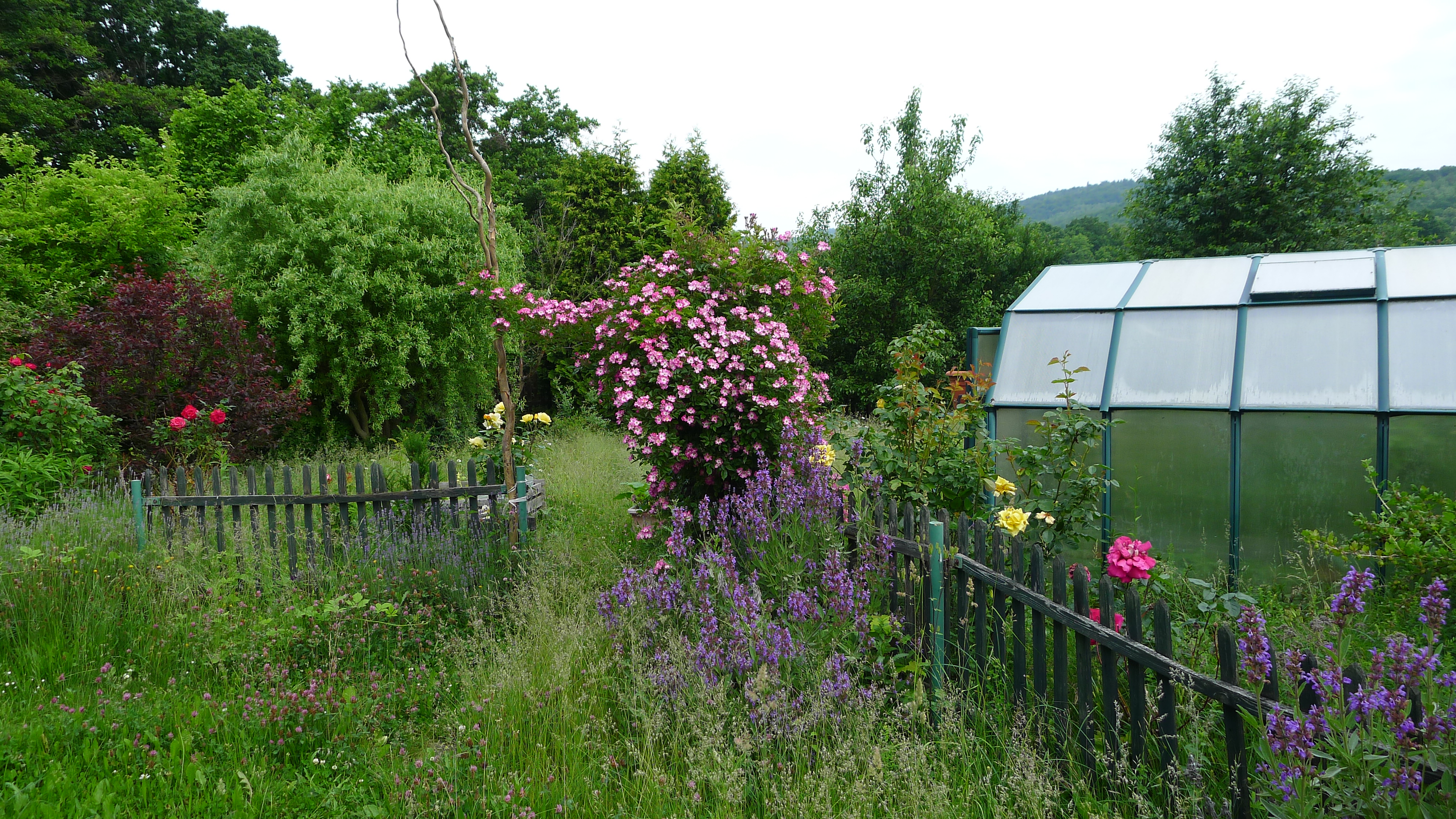 kvetoucí šalvěj a růže