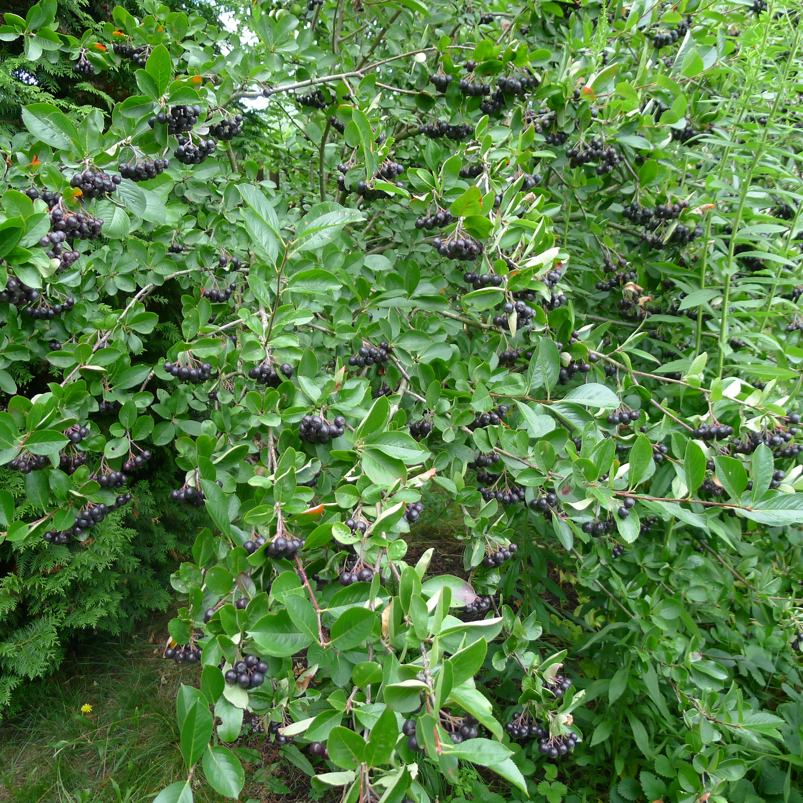 1.8.2025 - aronie (celkem sklizeno 10 kg)