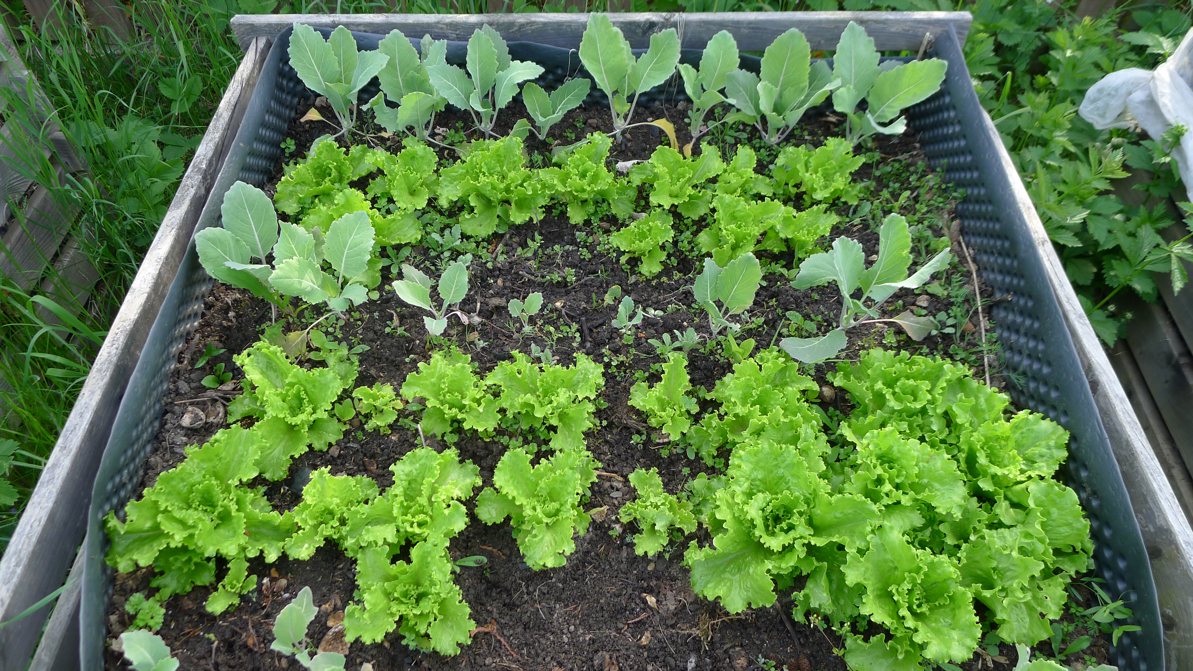 (K2) salát Batavus a kedluben Dvorana - sadba 8.4.