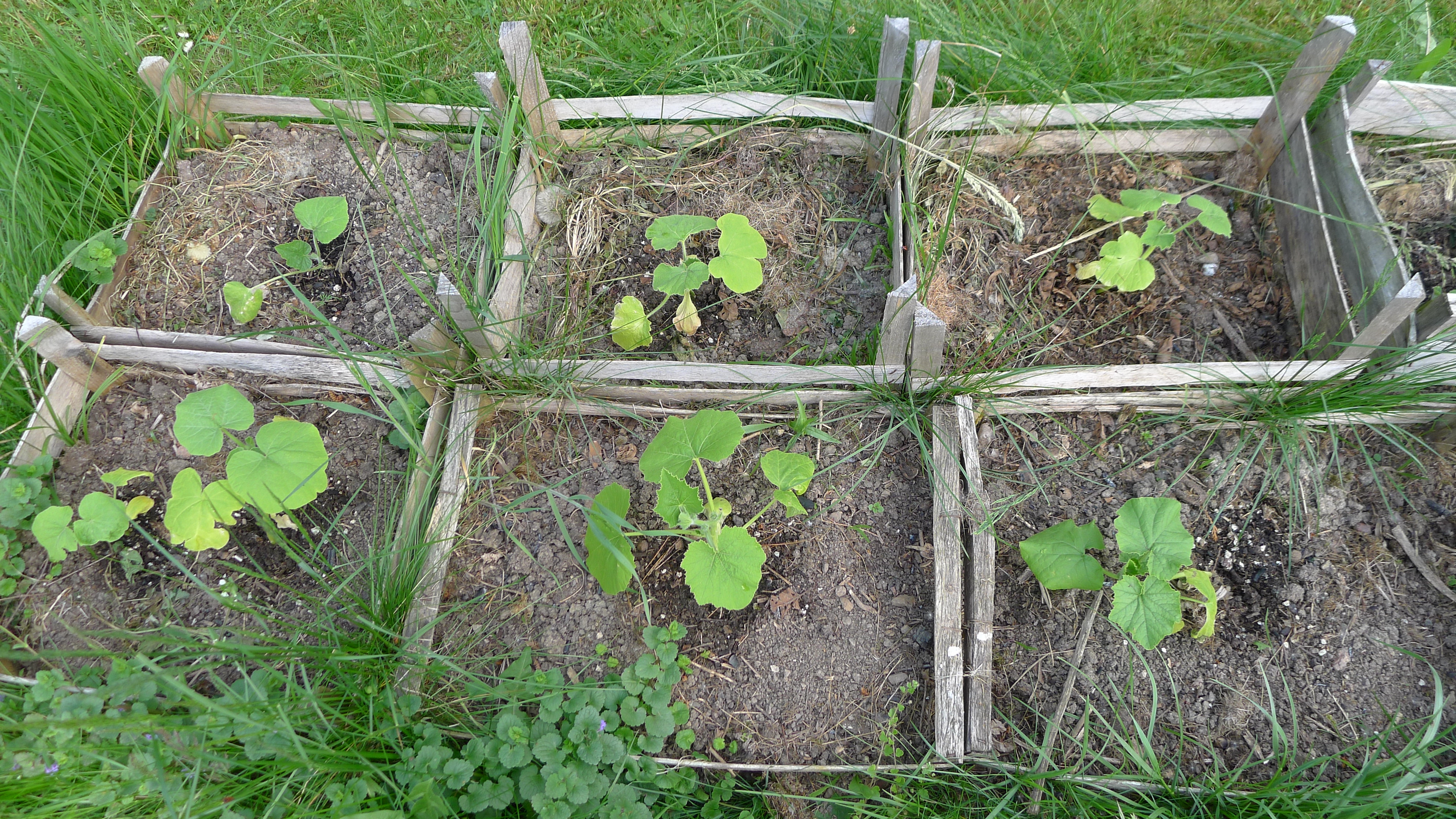 dýně - sadba 13.5.