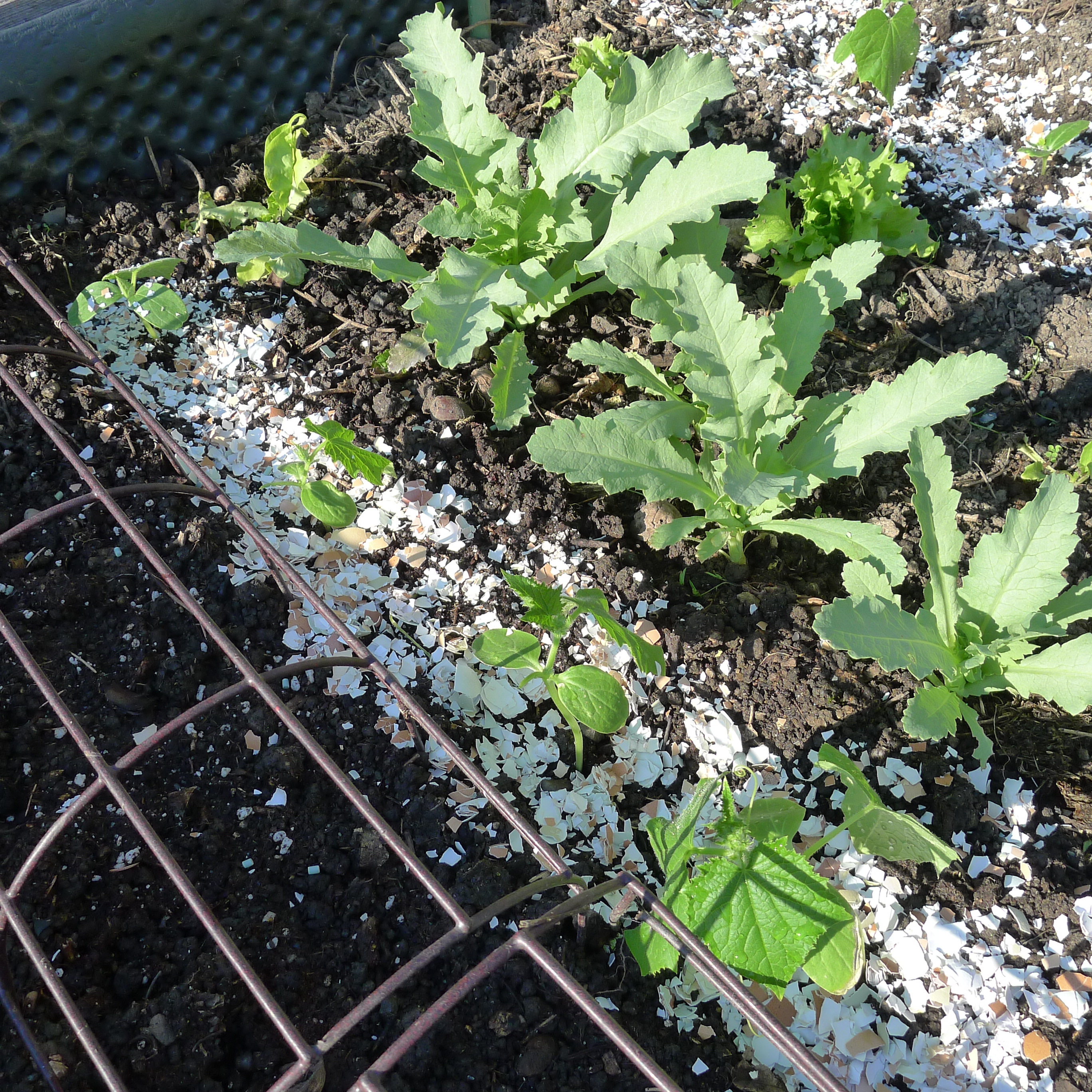 sadba okurek a okrasný mák ze samovýsevu