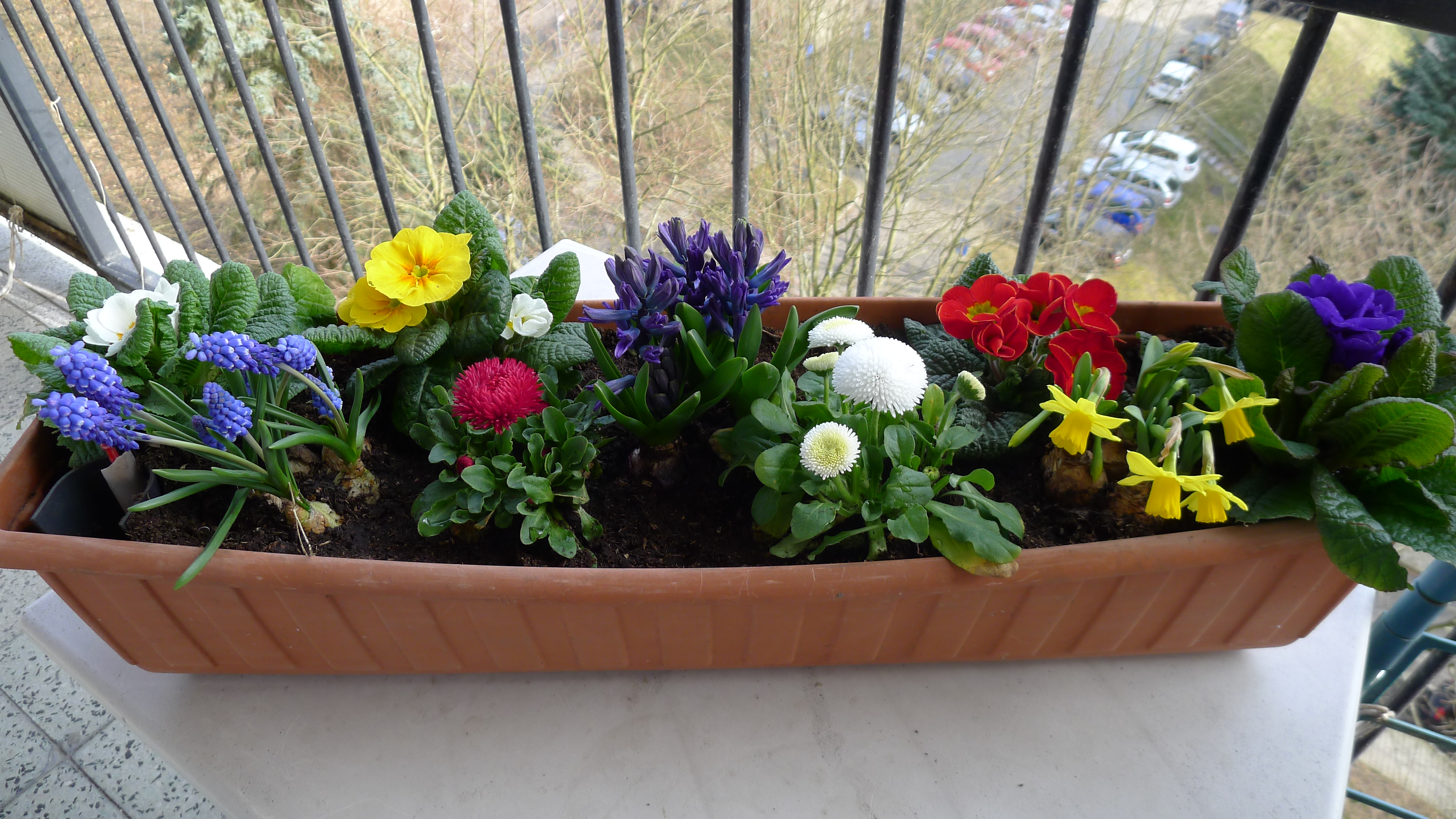 prvosenky, sedmikrásky, hyacinty, narcisy, modřence