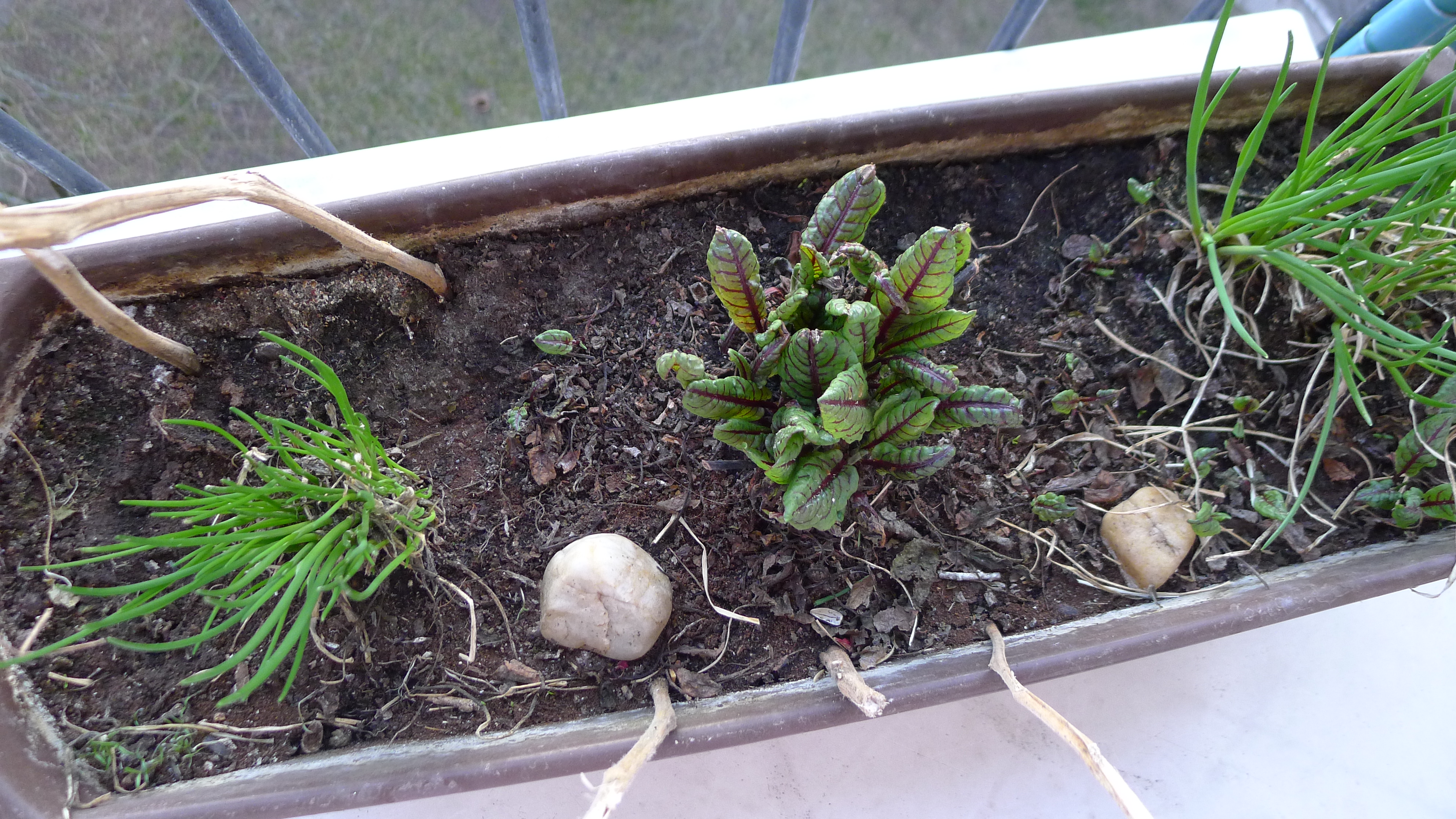 rašící pažitka a šťovík krvavý