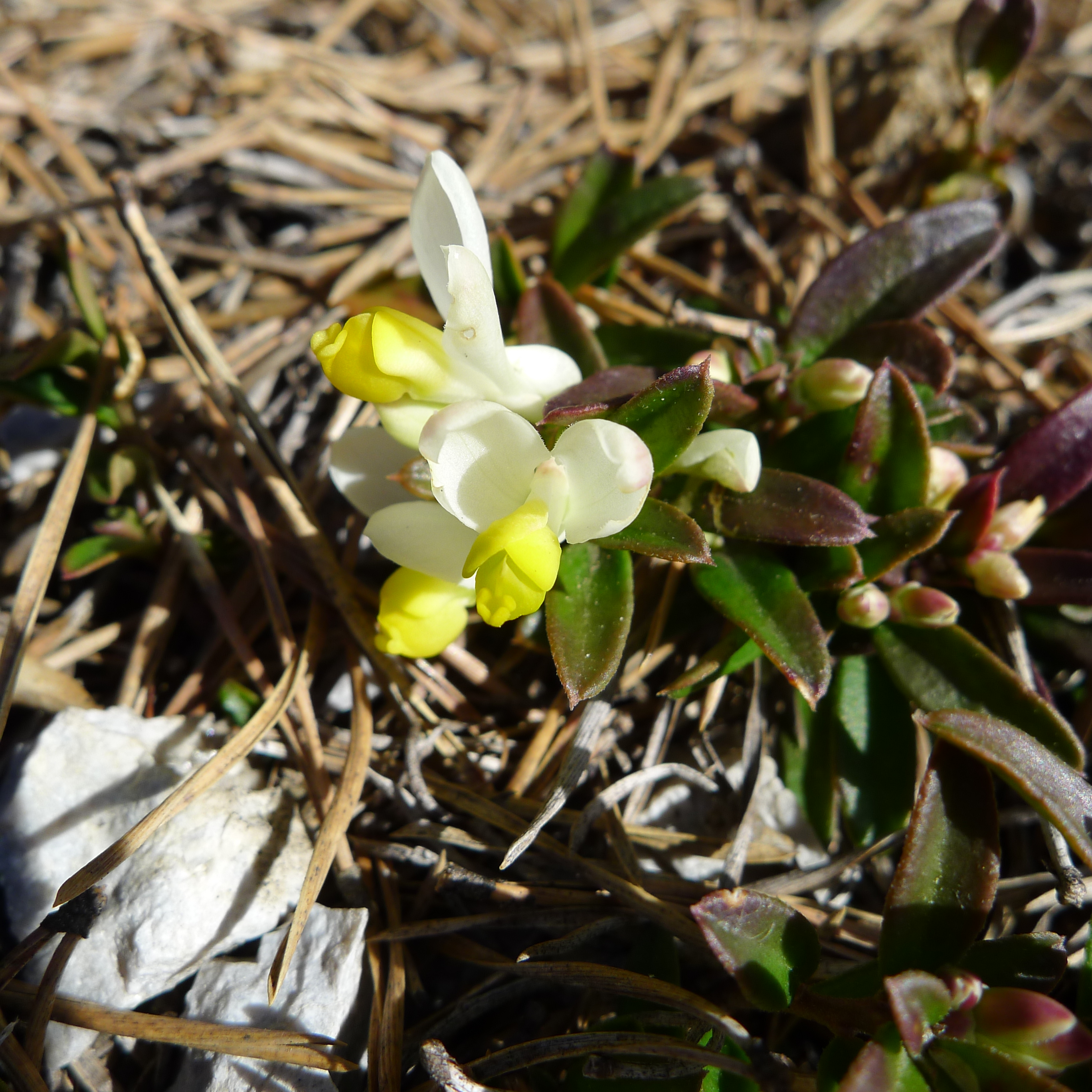 zimostrázek alpský