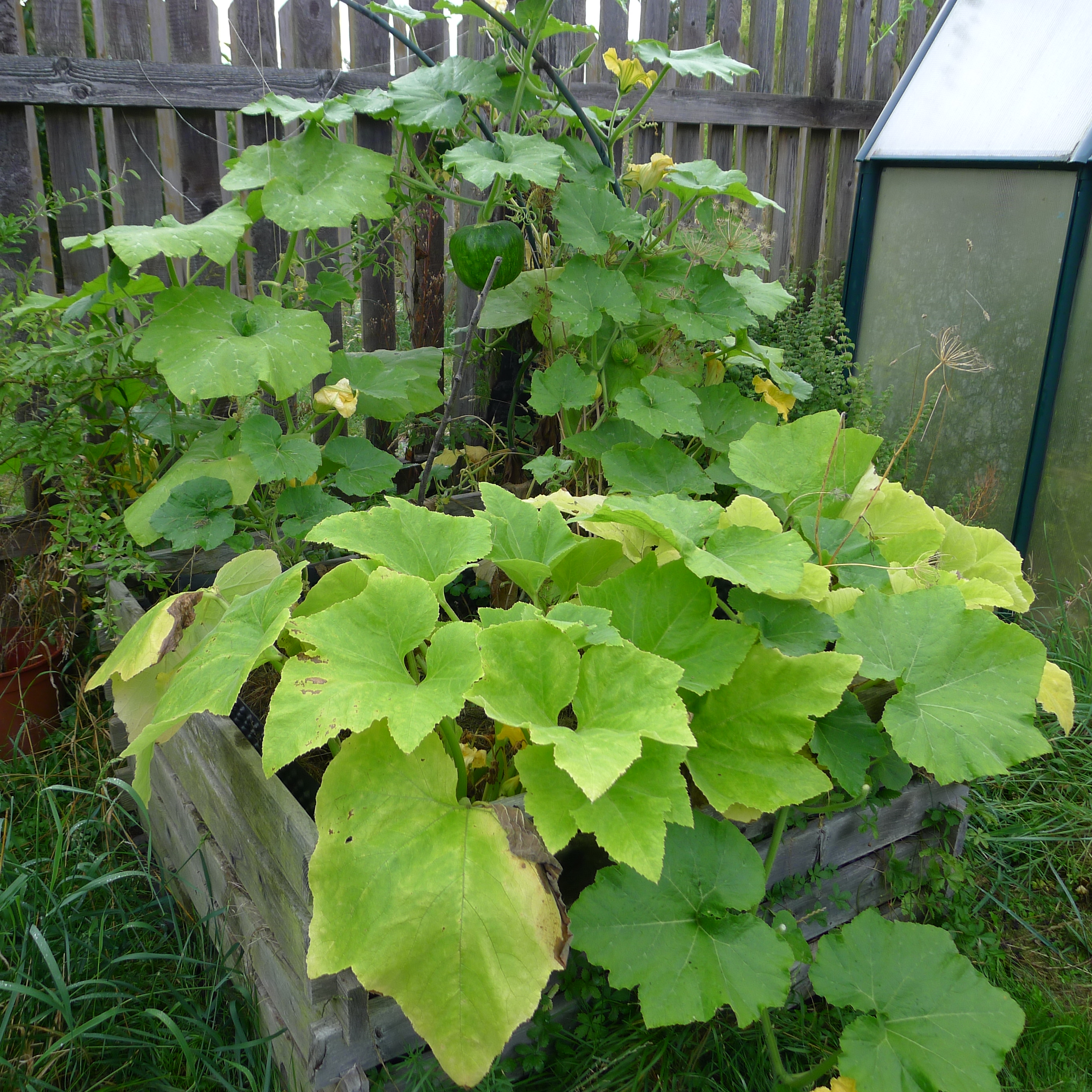 30.8.2025 patizony a tykev olejná