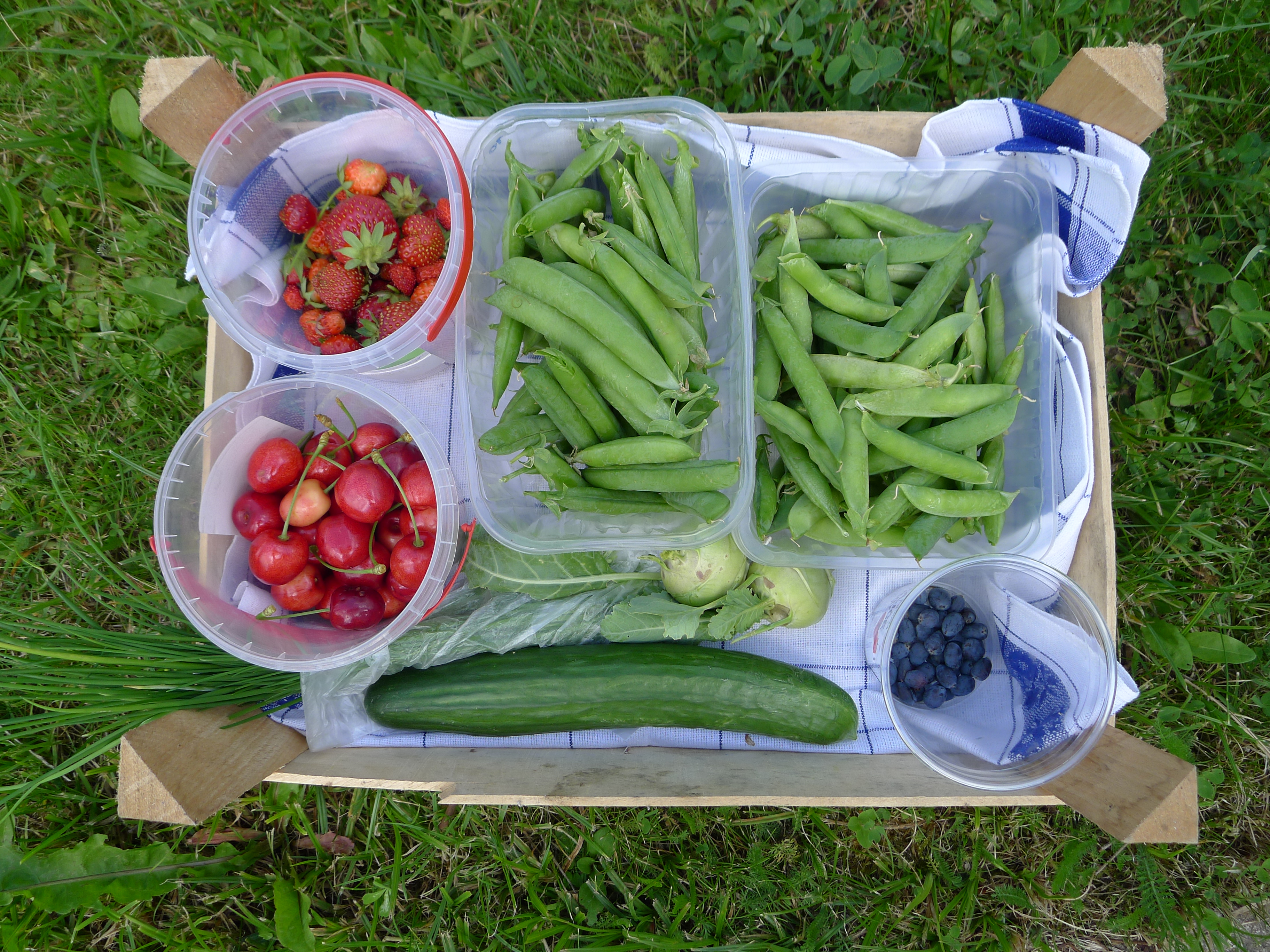 jahody, třešně, hrášek, kamčatské borůvky, kedlubny, salátová okurka