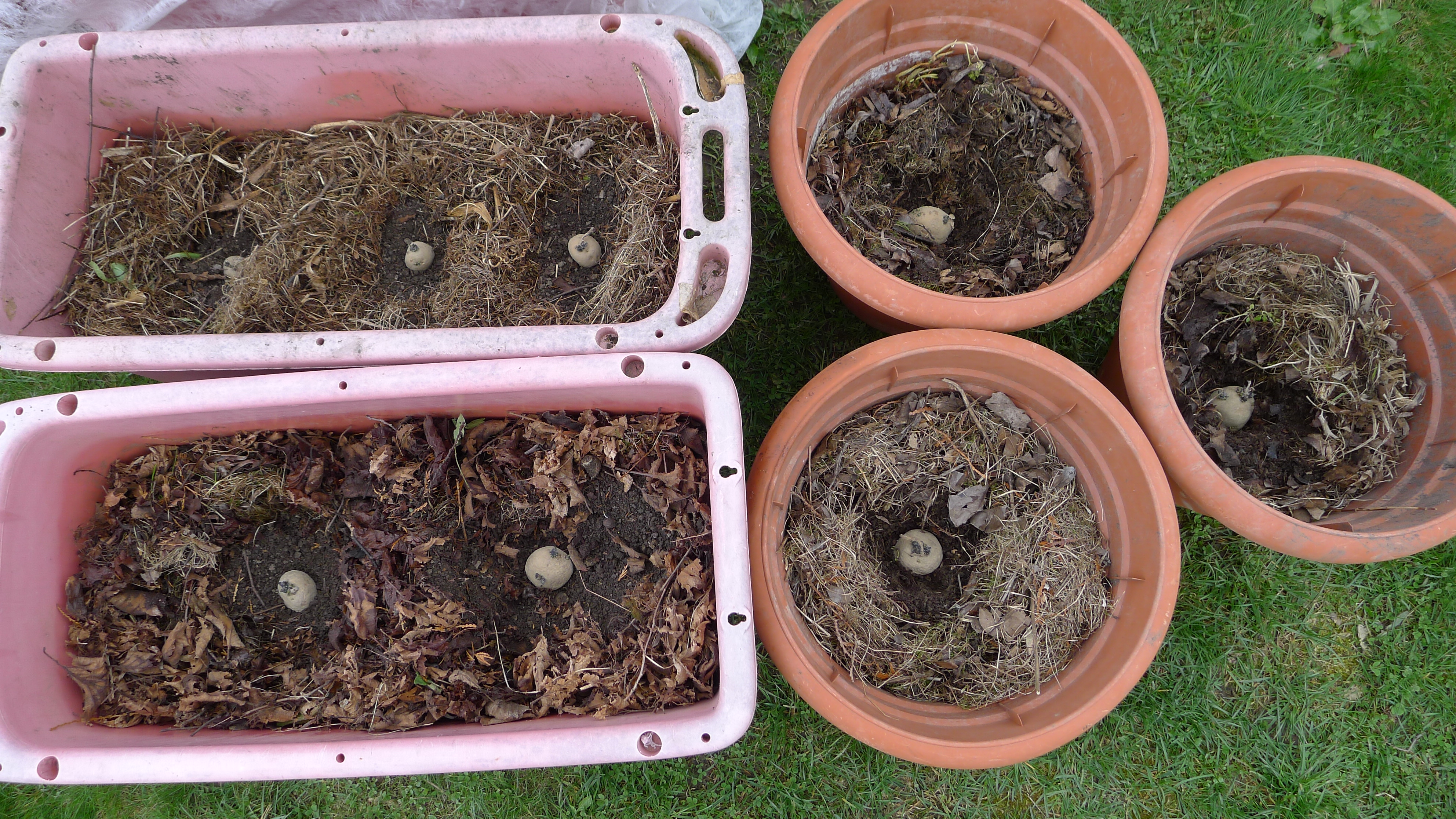 sadba brambor - velmi raná odrůda Riviera