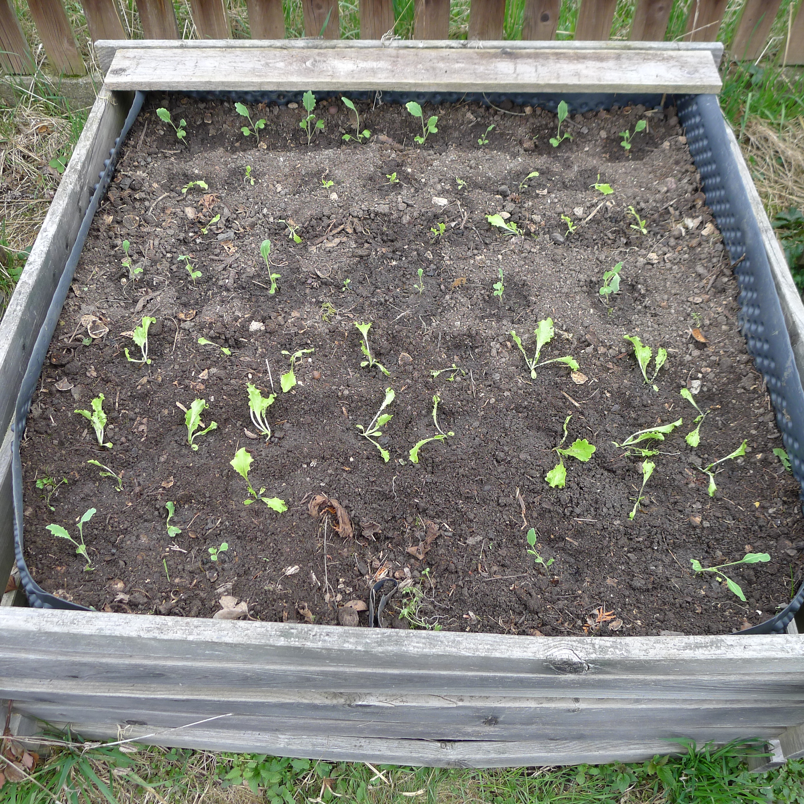 (K2) výsadba salátu Batavus a raných kedluben Dvorana