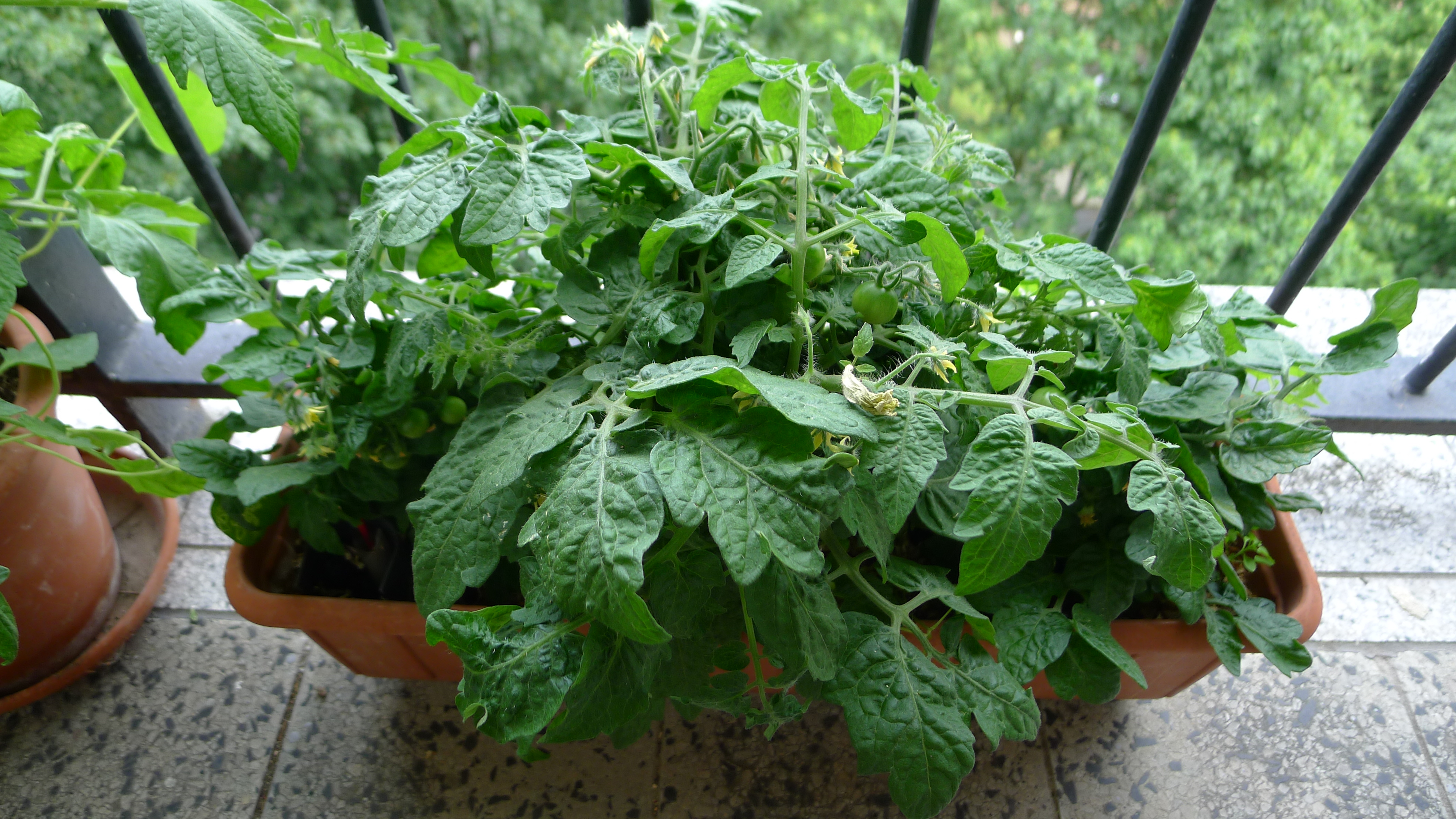 Vilma - balkonové keříčkové rajče