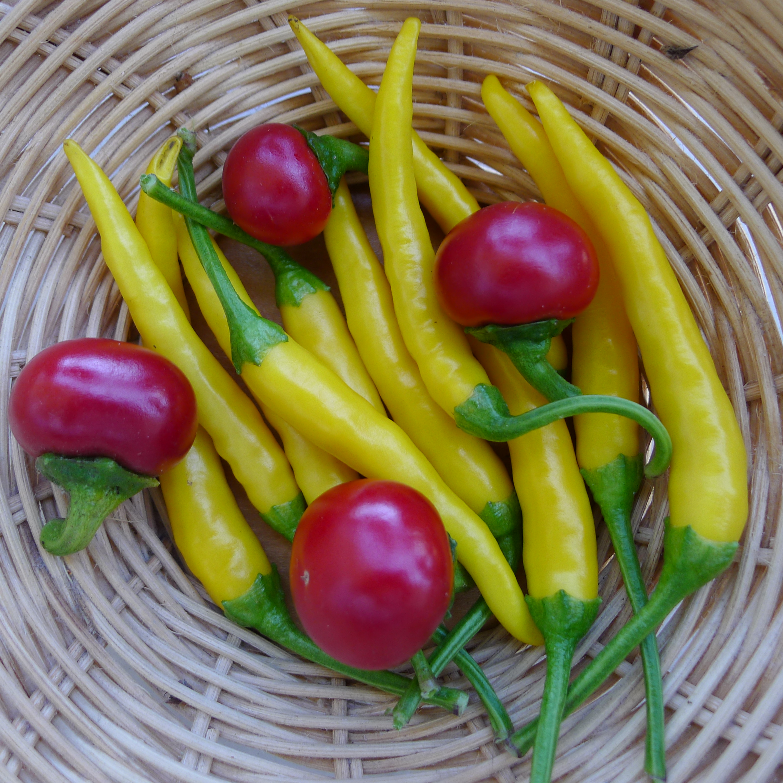 chilli papriky z balkonu