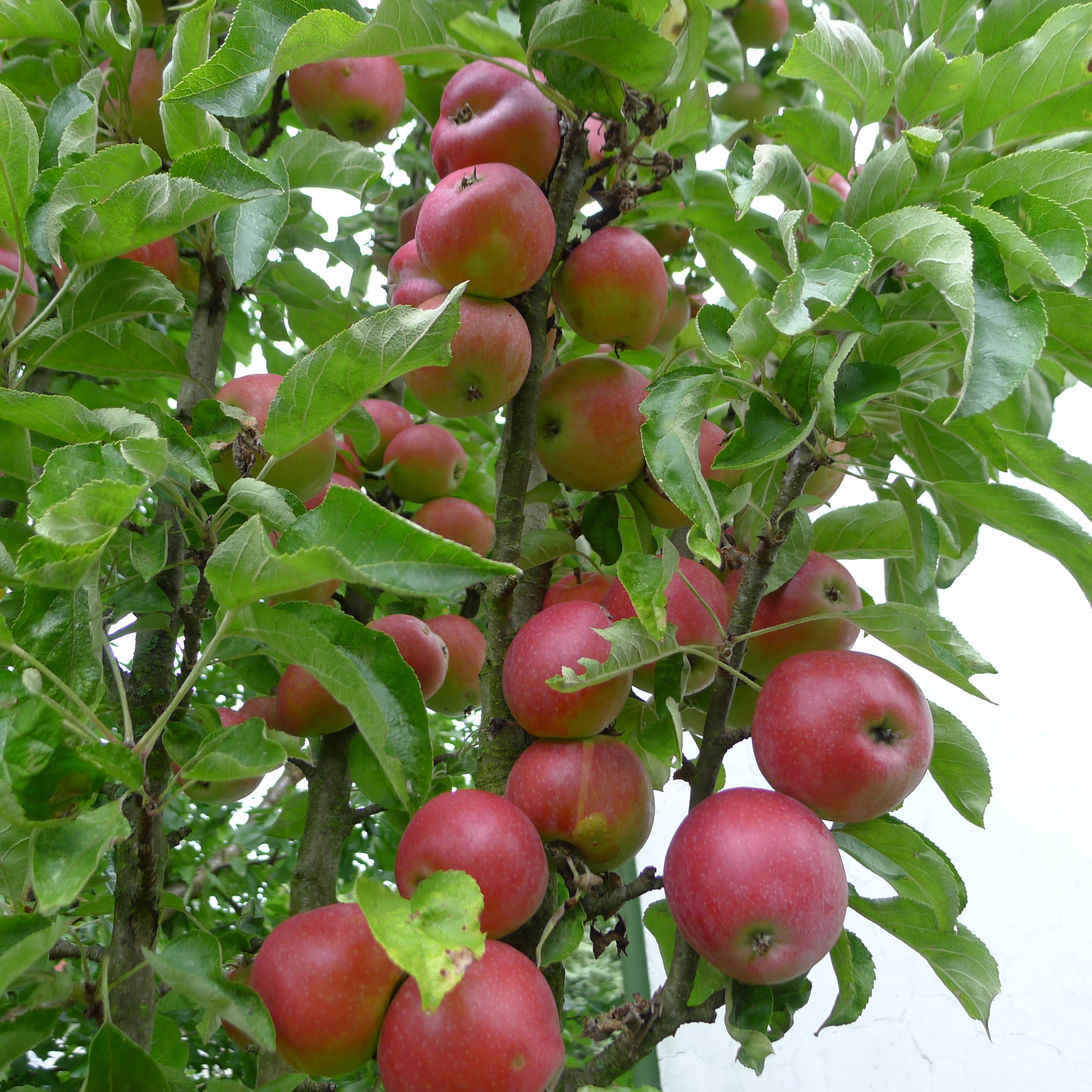 sloupovitá jabloň Polka
