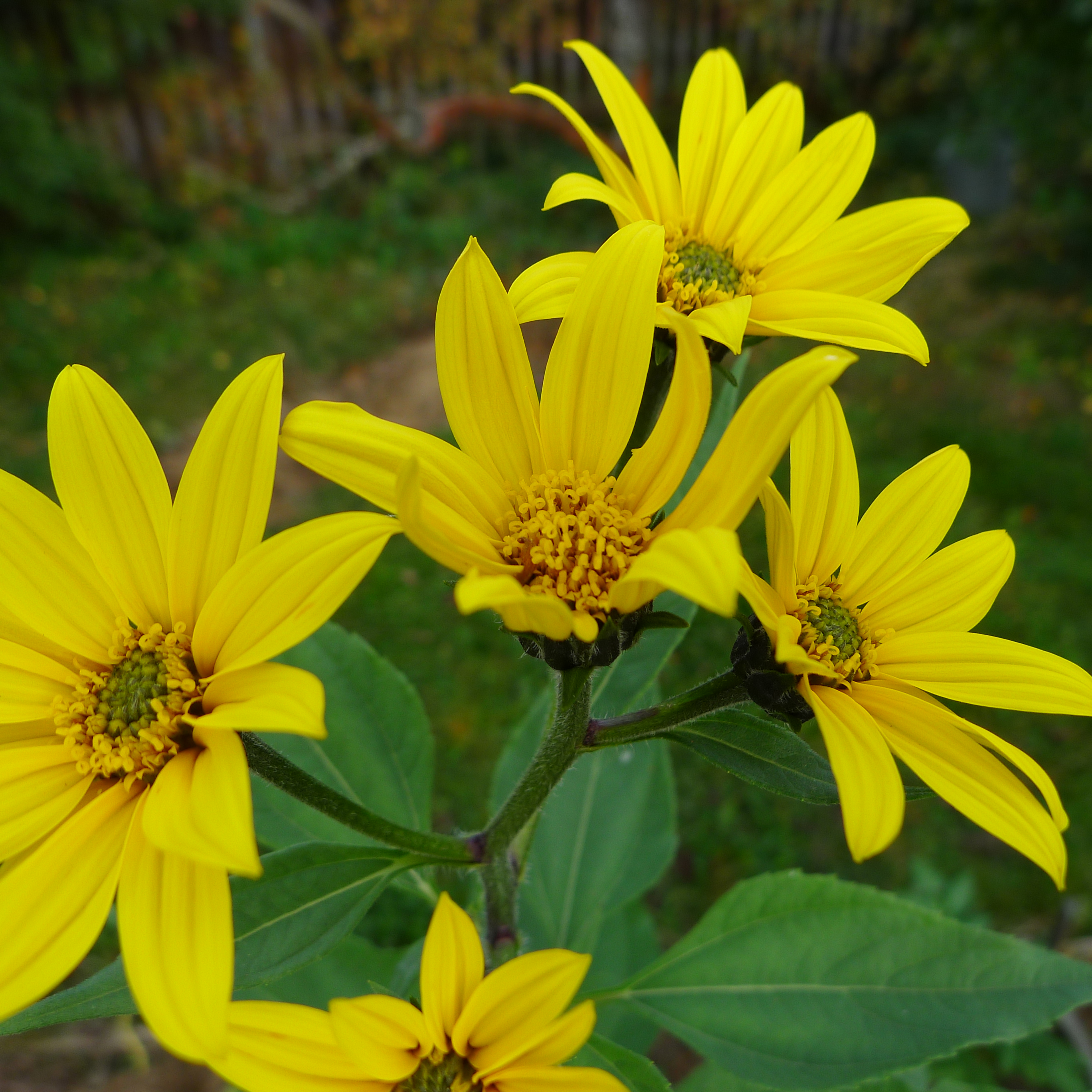 květ topinamburu 14.10.2023