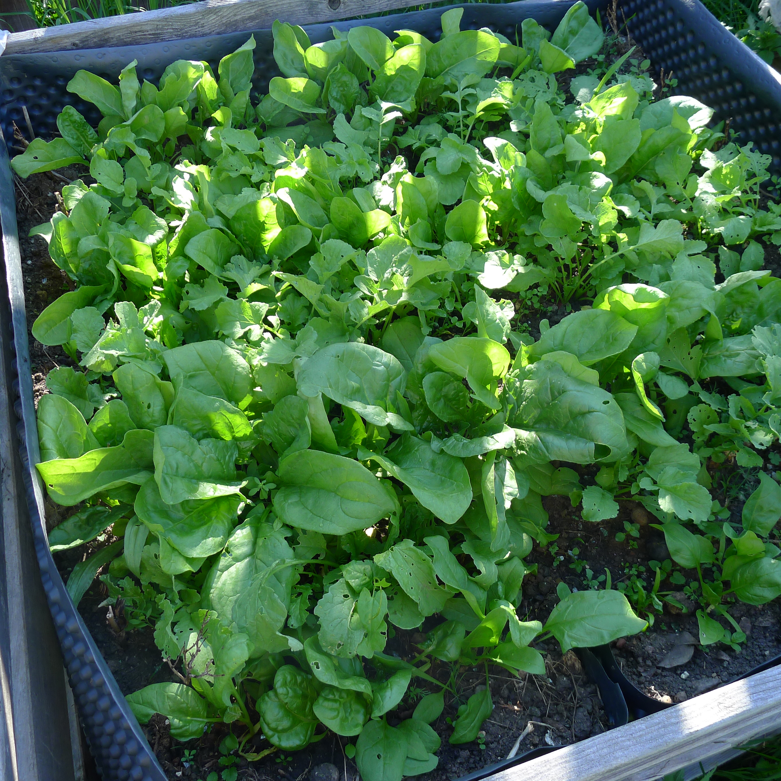 1.5.2025 špenát a ředkvičky před sklizní