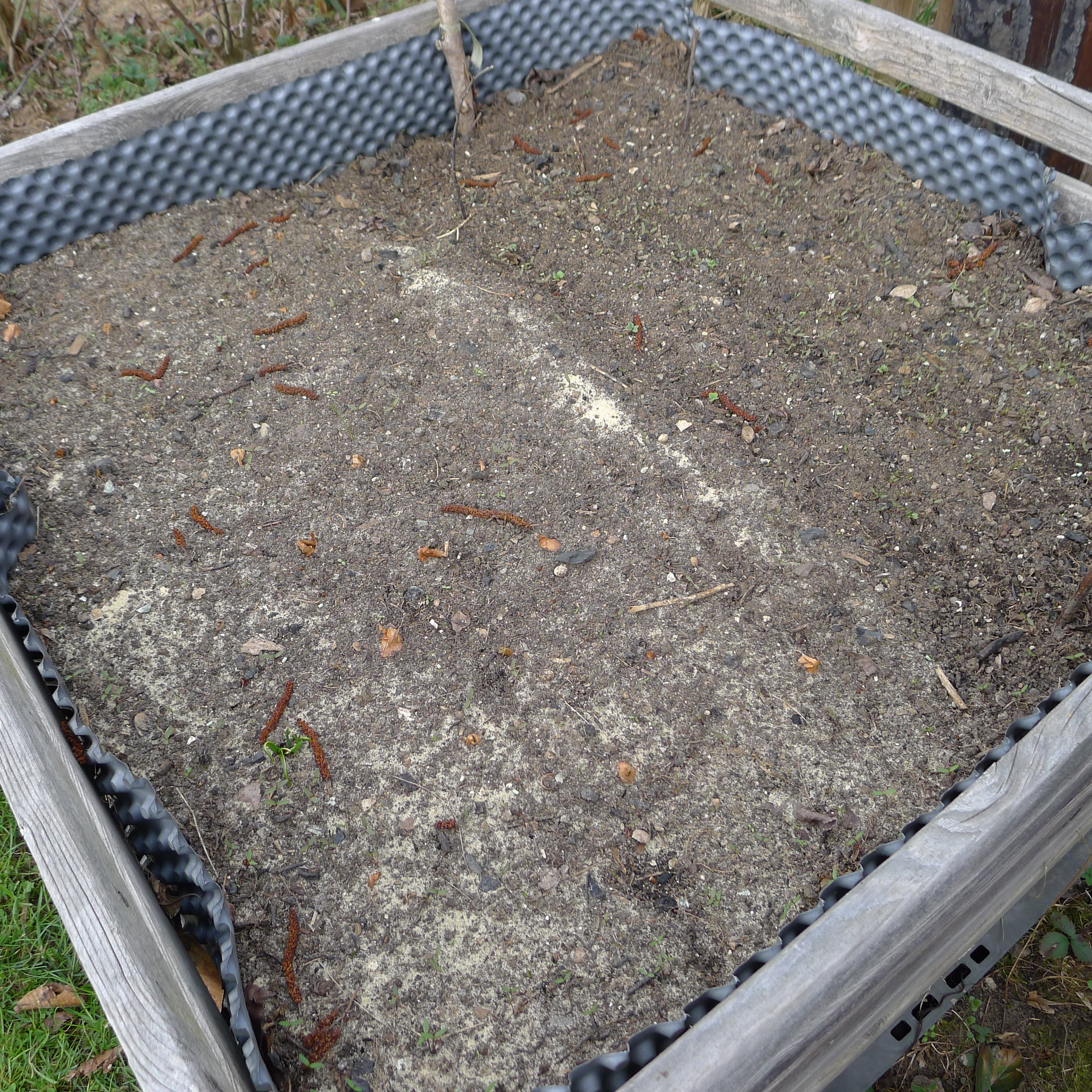 29.3.2025 rašící ředkvičky