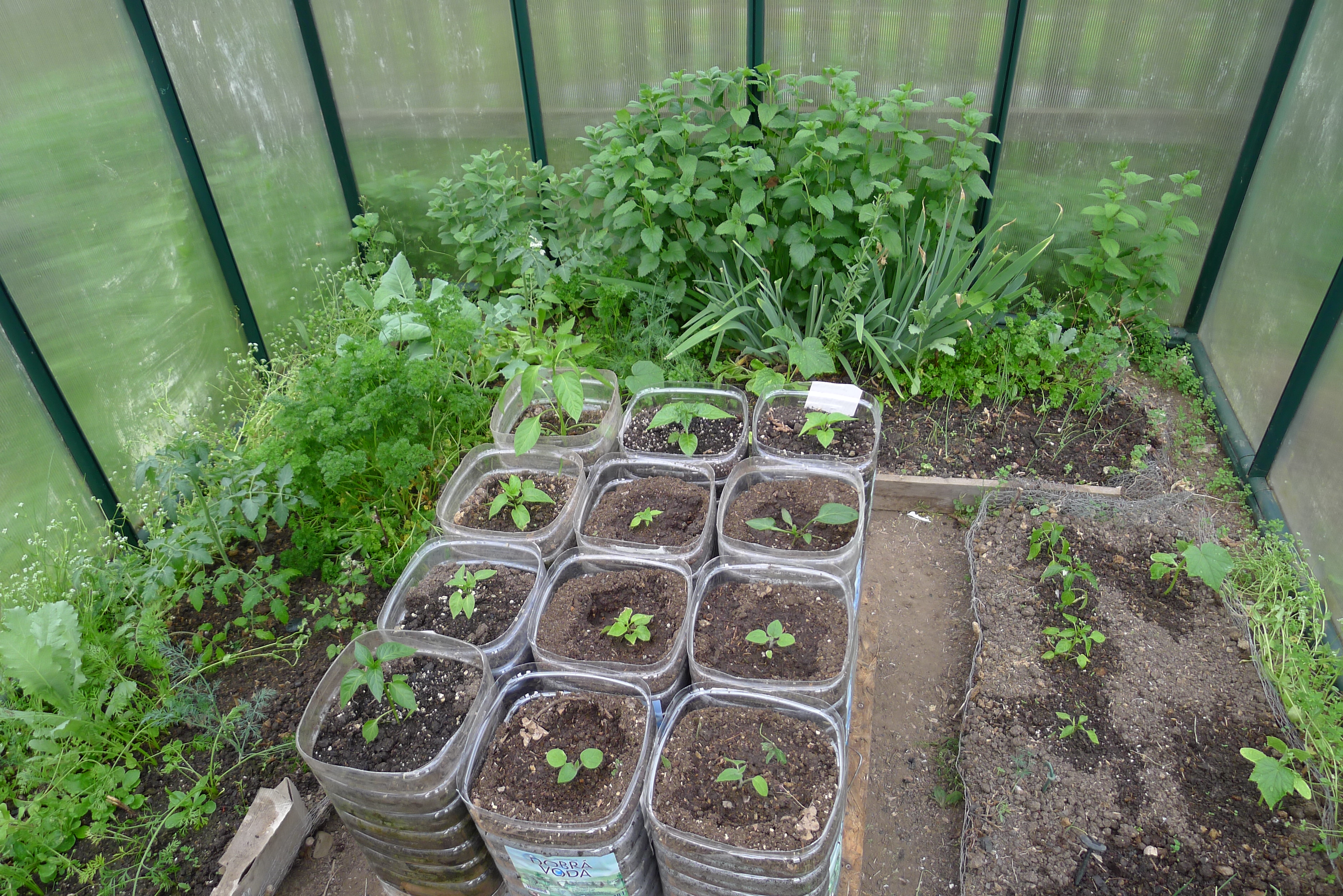 papriky a mochyně v PET lahvích