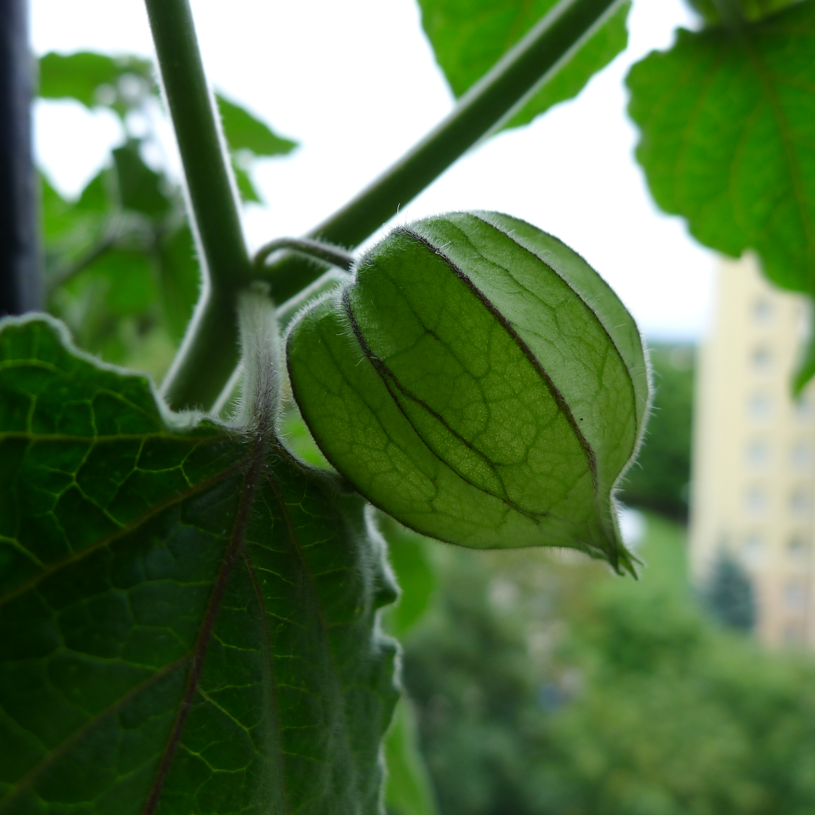 mochyně peruánská