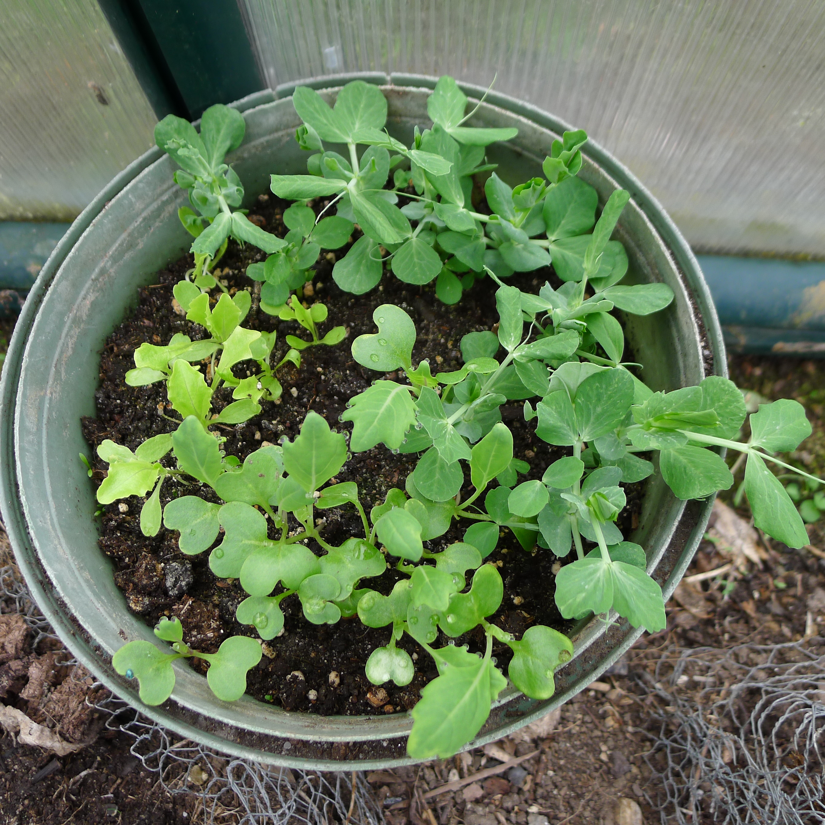 hrách, salát a kedlubny