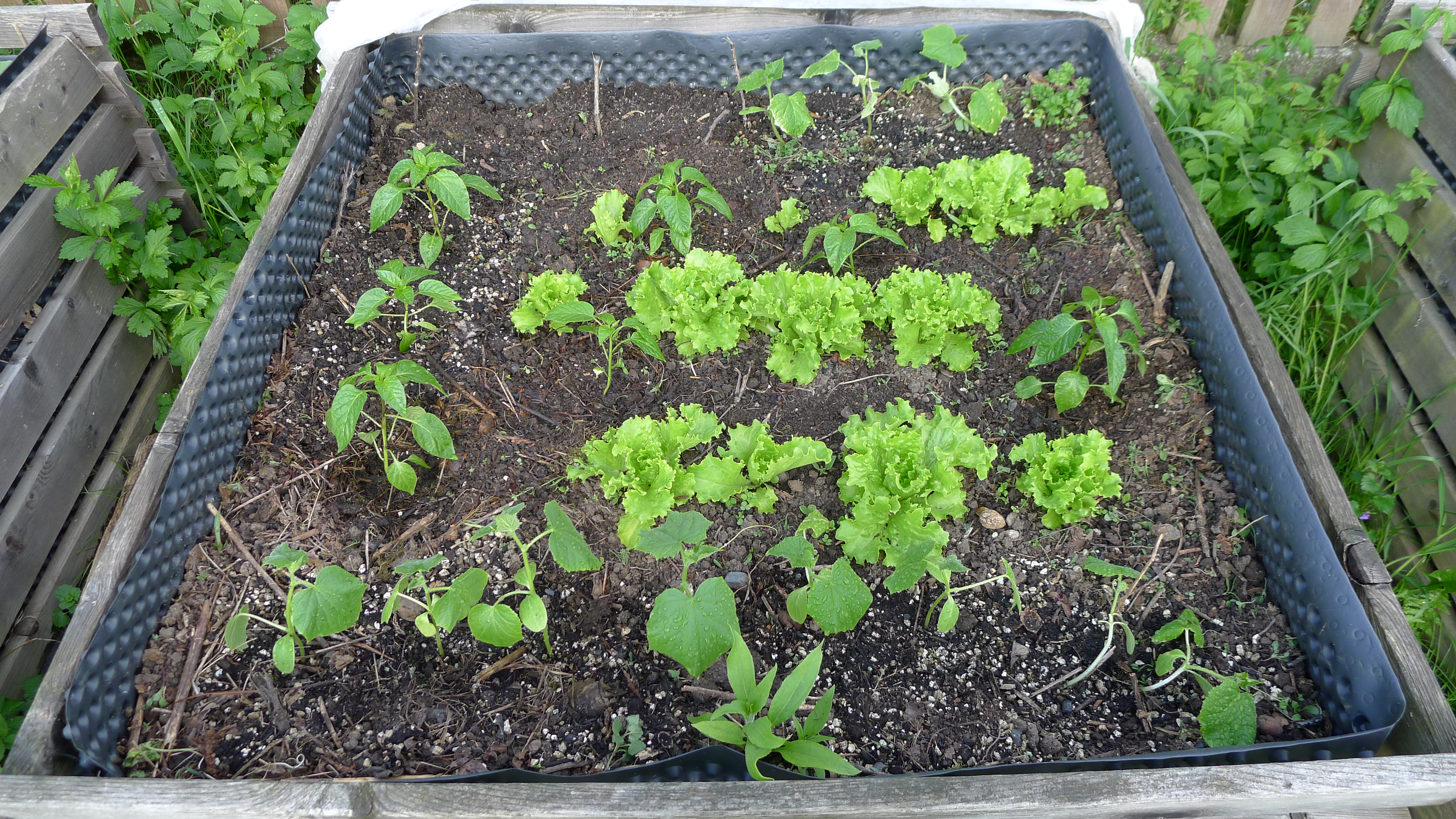 vysazeno k salátům