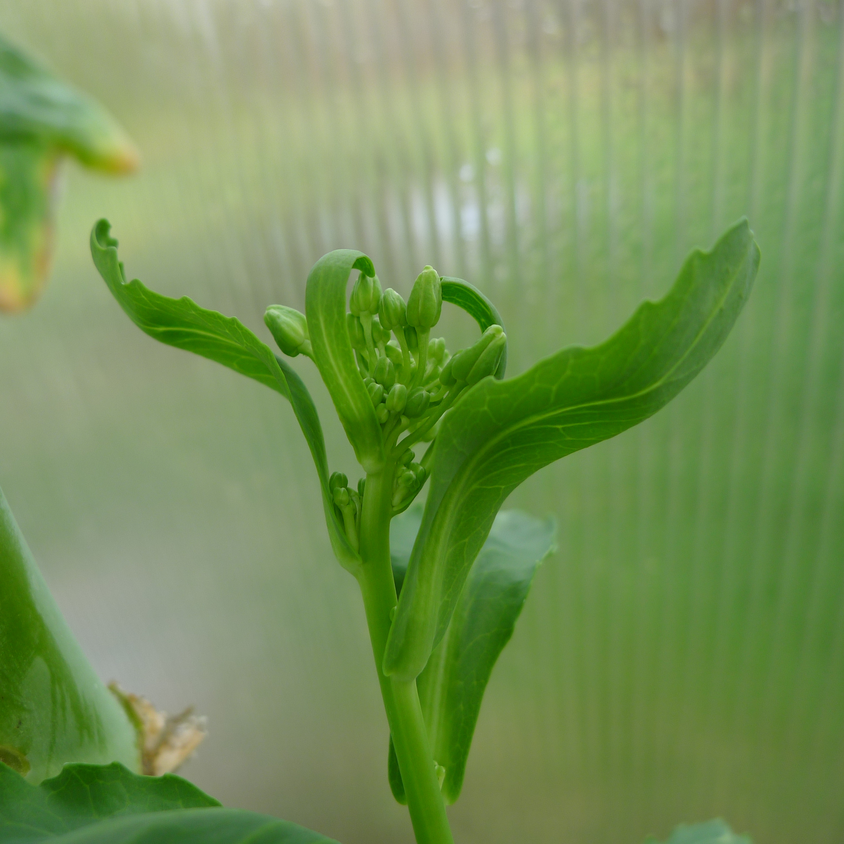 šťavnatá poupata růžičkové kapusty