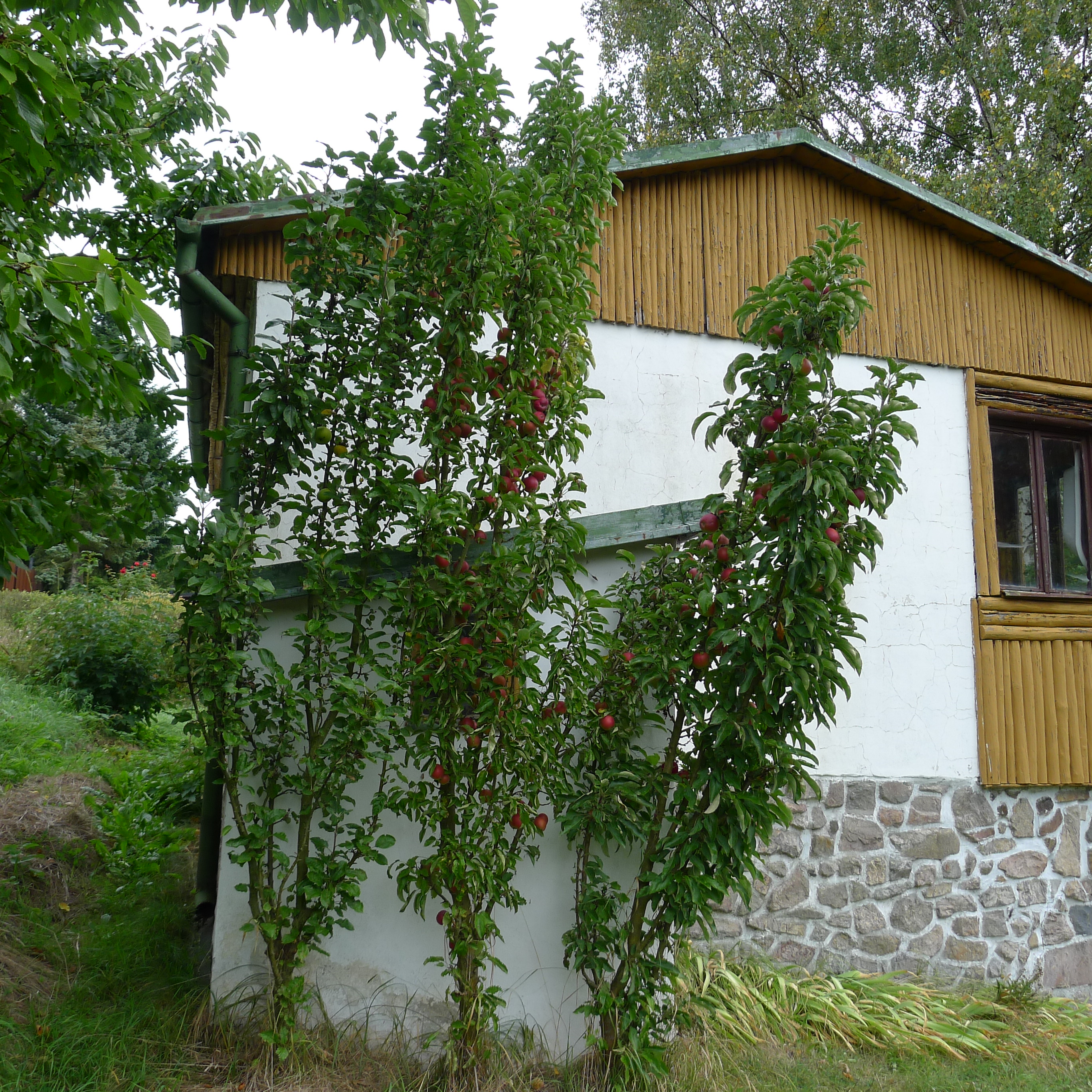 přerostlé sloupovité jabloně