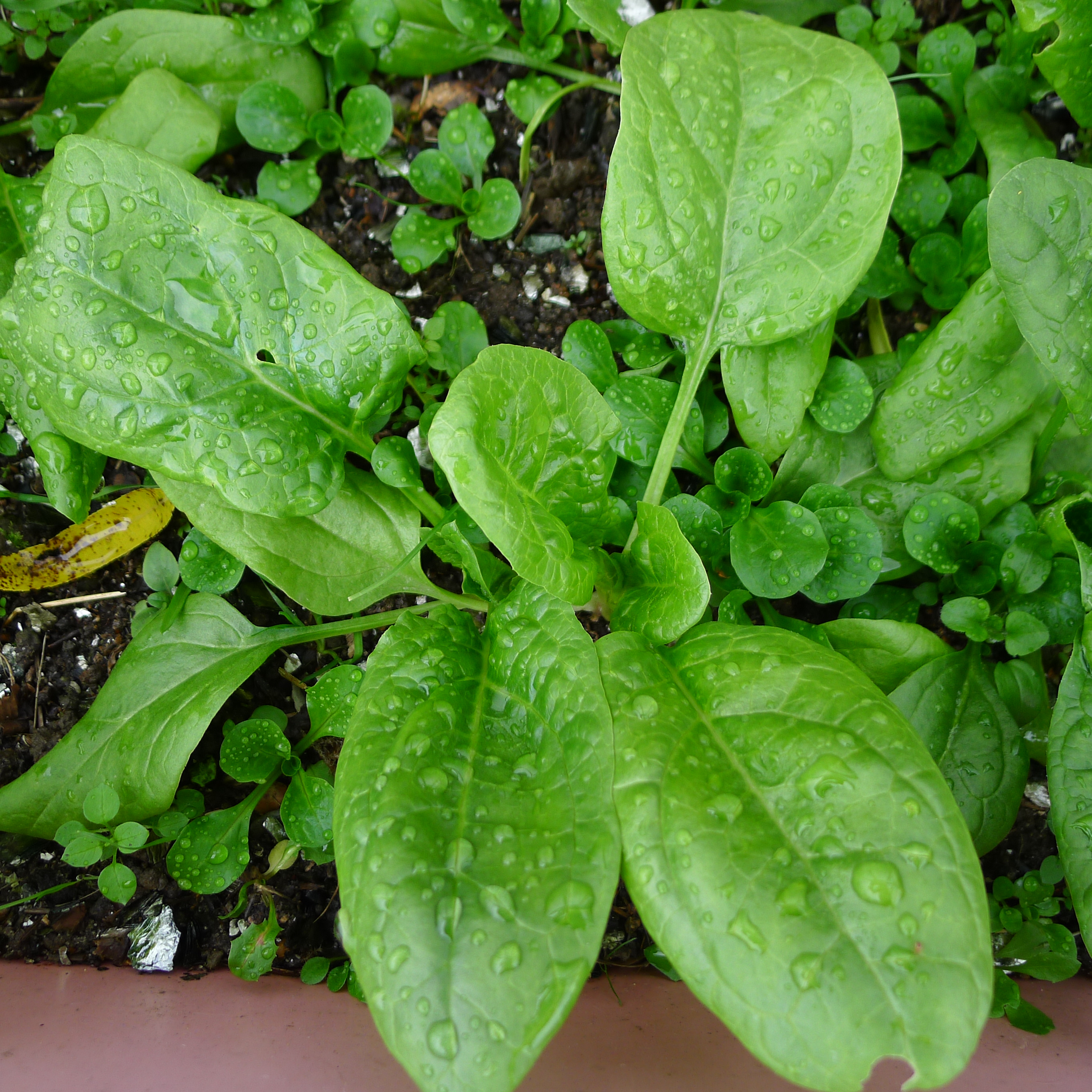 špenát a polníček